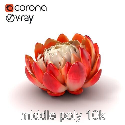 Bicolor Protea Flower Realistic Model Pack Low-poly 3D model