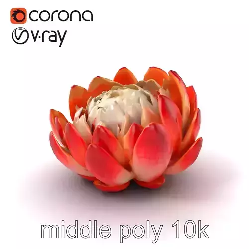 Bicolor Protea Flower Realistic Model Pack Low-poly 3D model