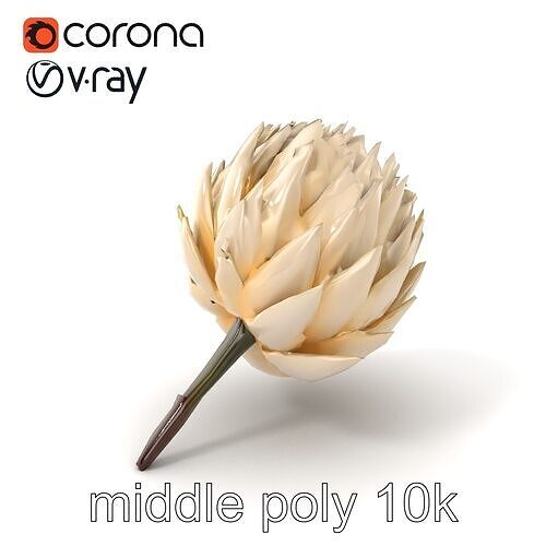 White Protea Snowy Flower Detail model pack Low-poly 3D model