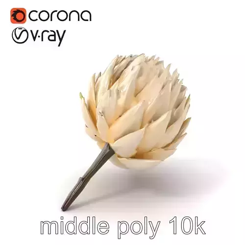 White Protea Snowy Flower Detail model pack Low-poly 3D model