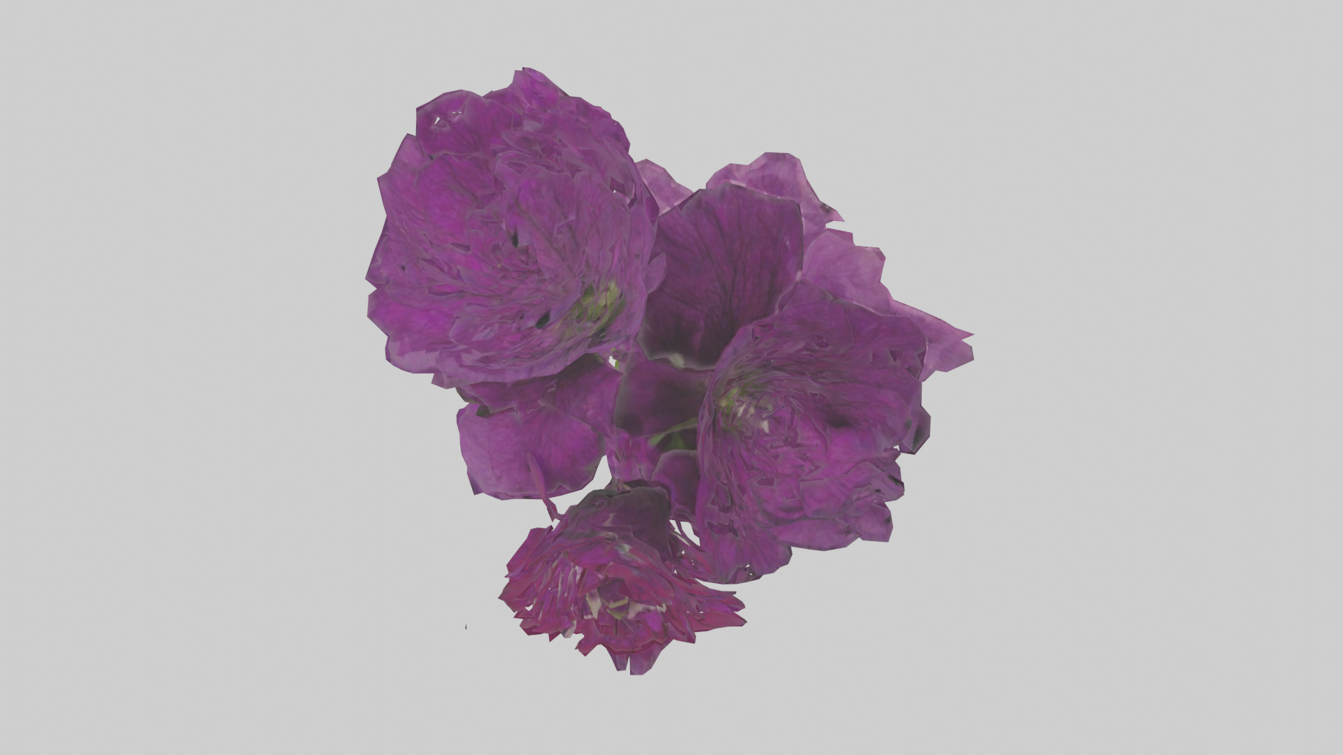 Petunia model Low-poly 3D model_14