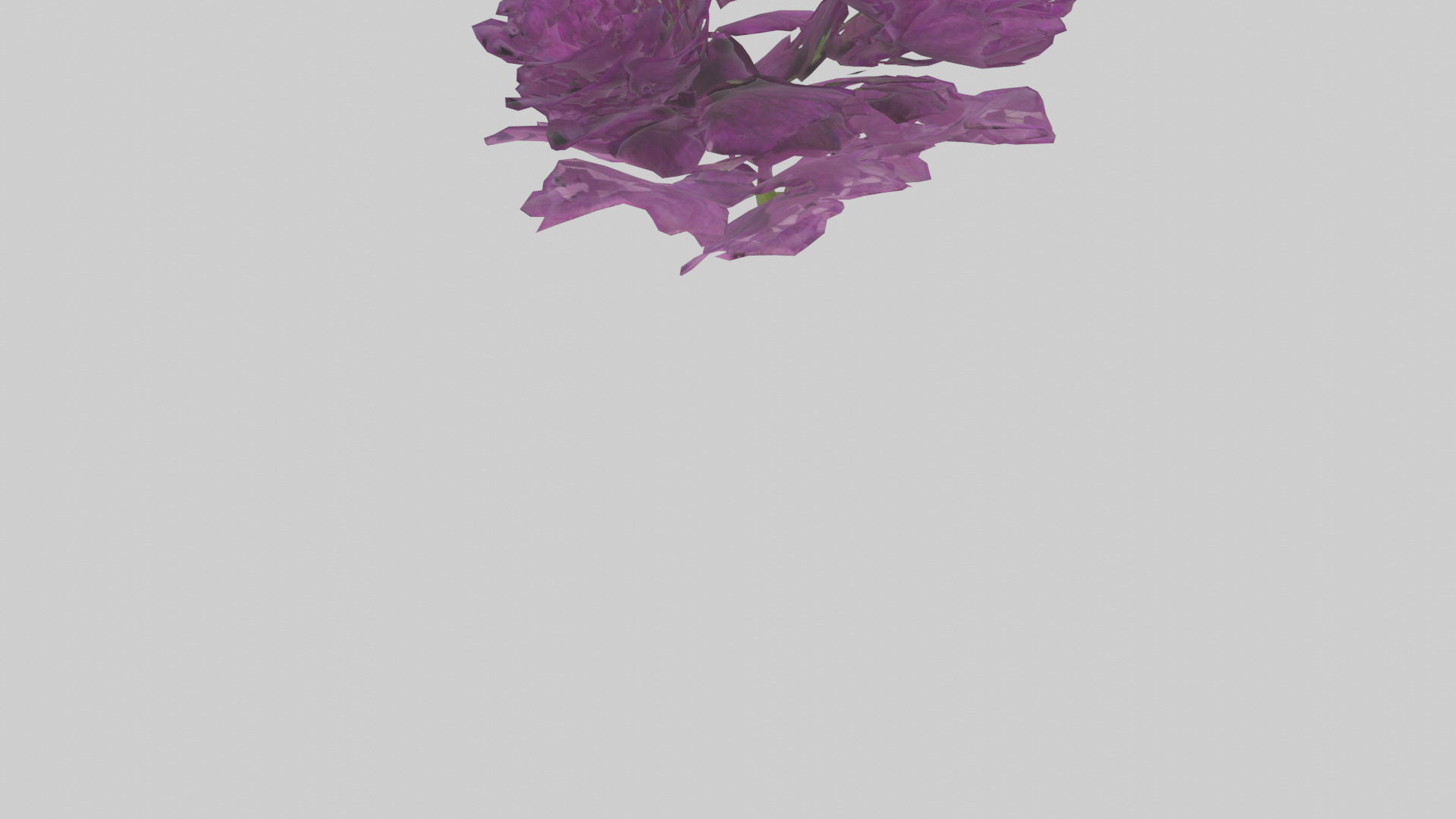 Petunia model Low-poly 3D model_3