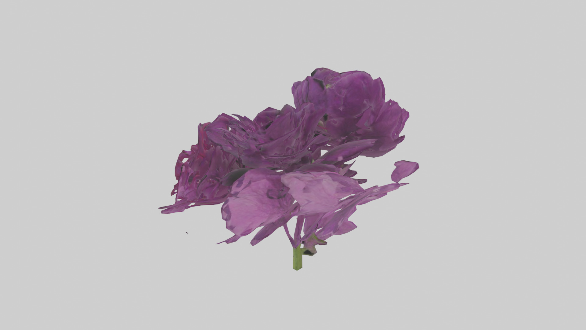 Petunia model Low-poly 3D model_12