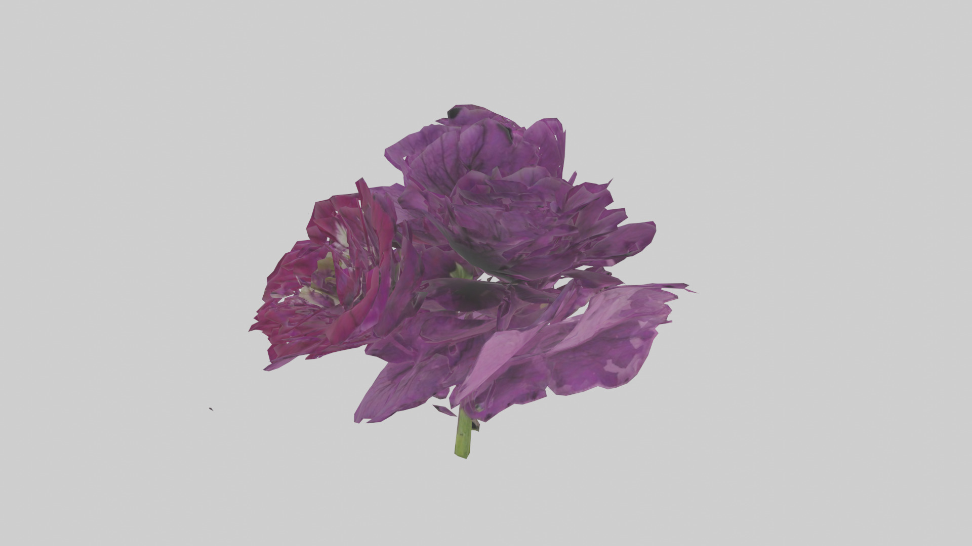 Petunia model Low-poly 3D model_8