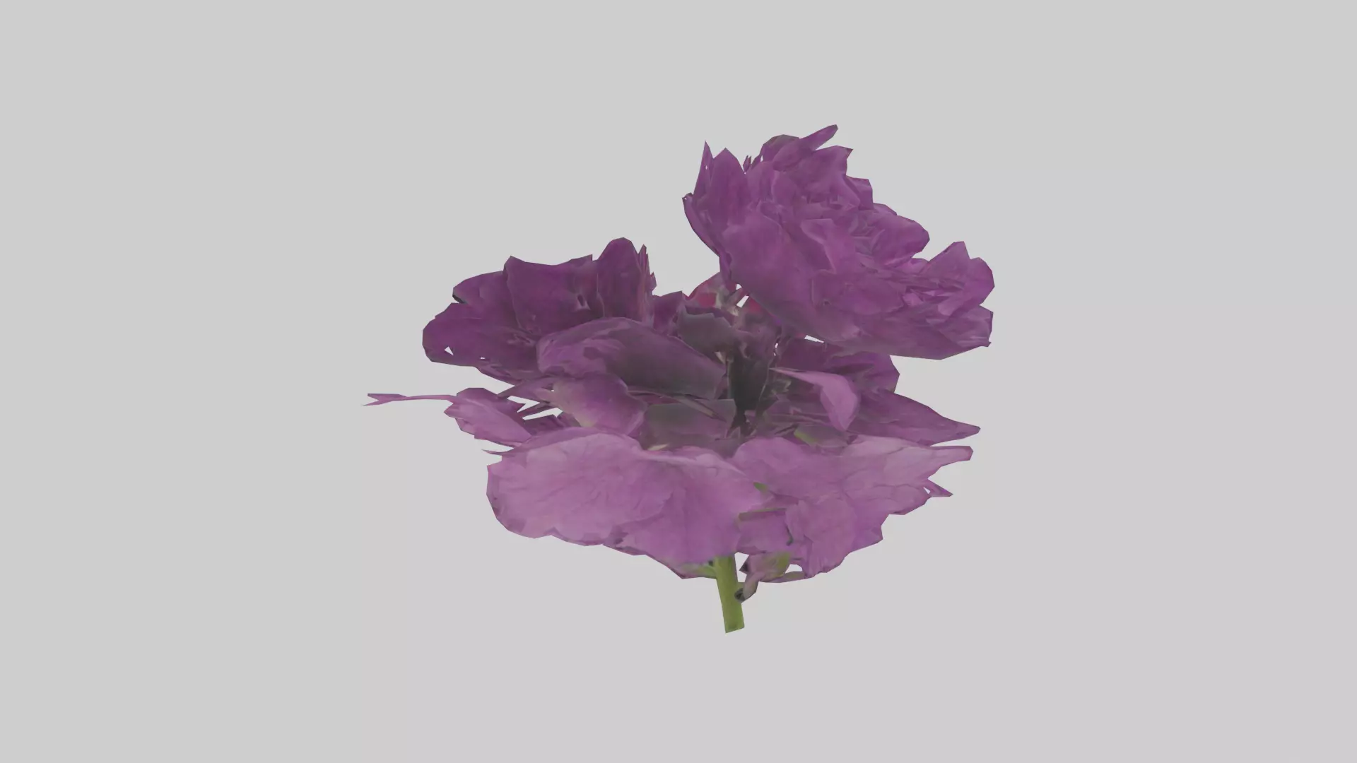 Petunia model Low-poly 3D model_0