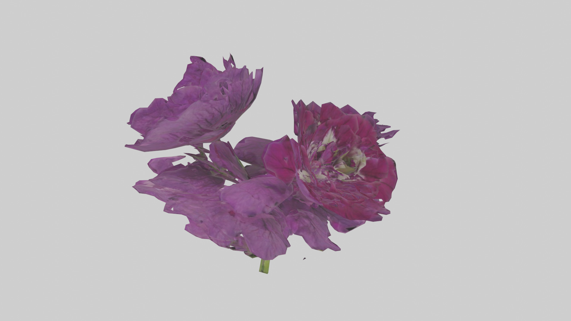 Petunia model Low-poly 3D model_11