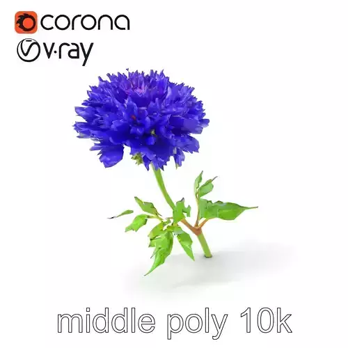 White Cornflower Realistic Floral Model Pack Low-poly 3D model