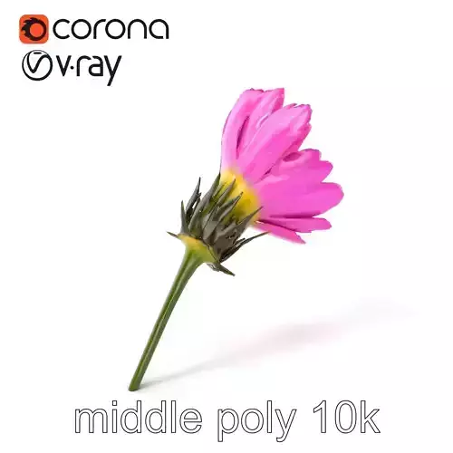 Pink Cornflower Botanical Realistic model pack Low-poly 3D model