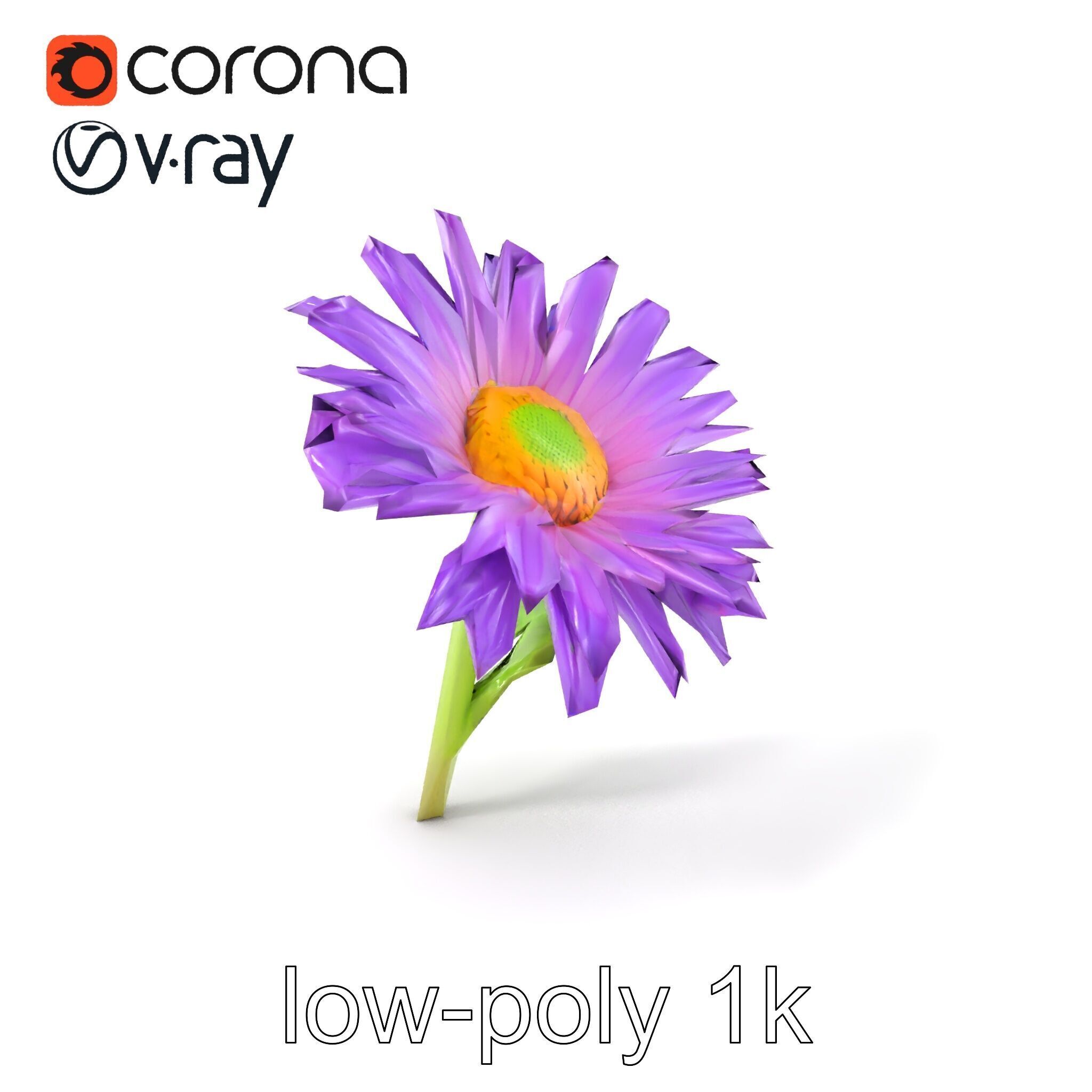 Leucanthemum Purple Flower Realistic model pack Low-poly 3D model_5