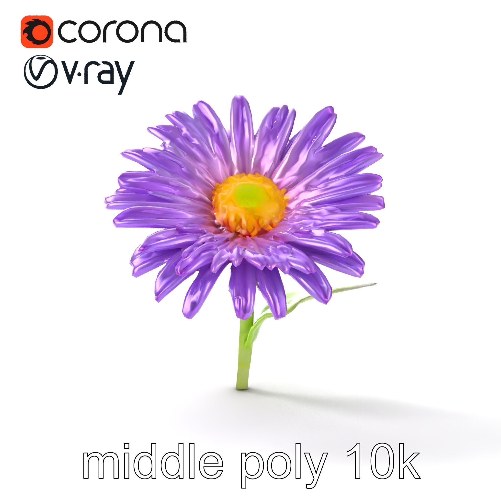 Leucanthemum Purple Flower Realistic model pack Low-poly 3D model_30
