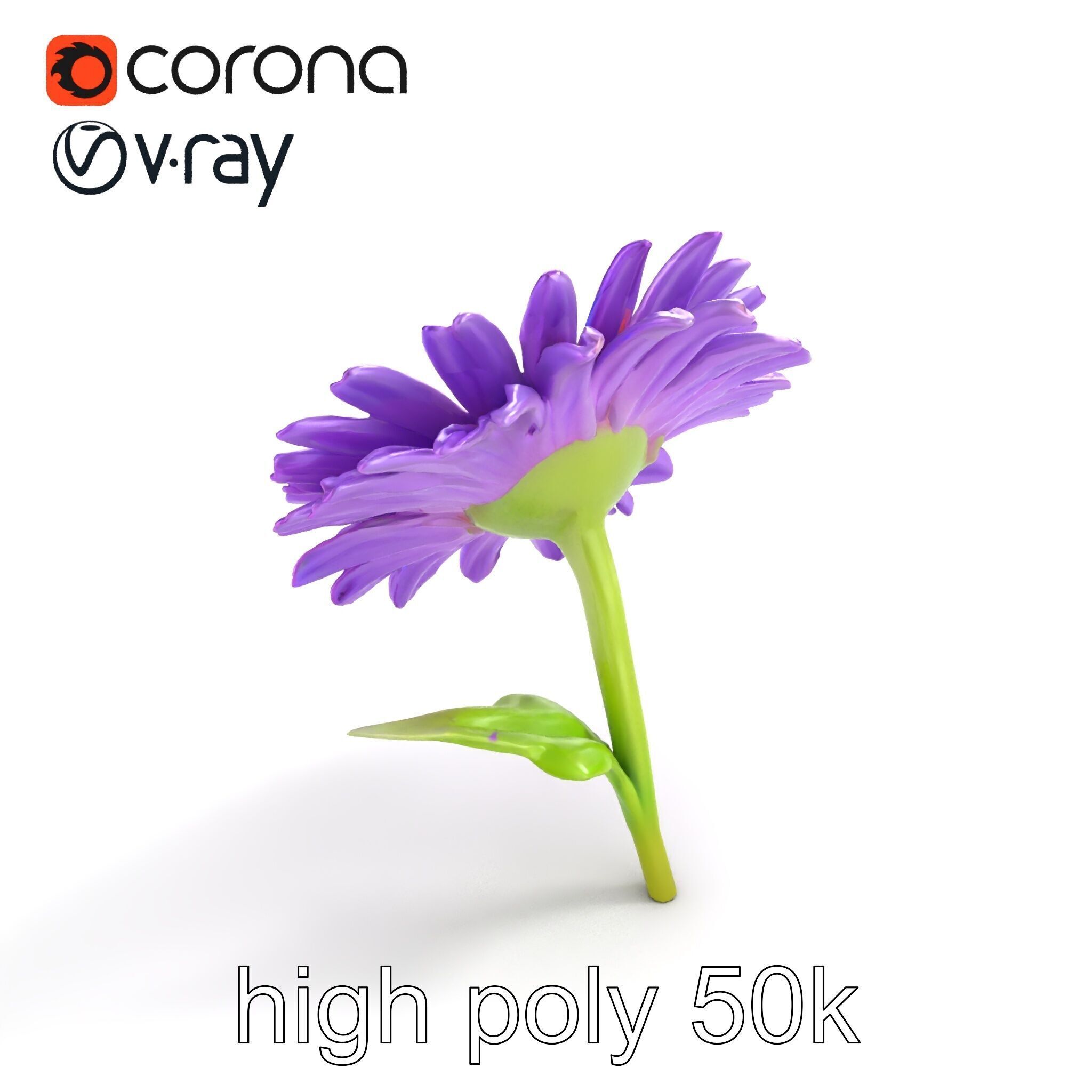 Leucanthemum Purple Flower Realistic model pack Low-poly 3D model_23