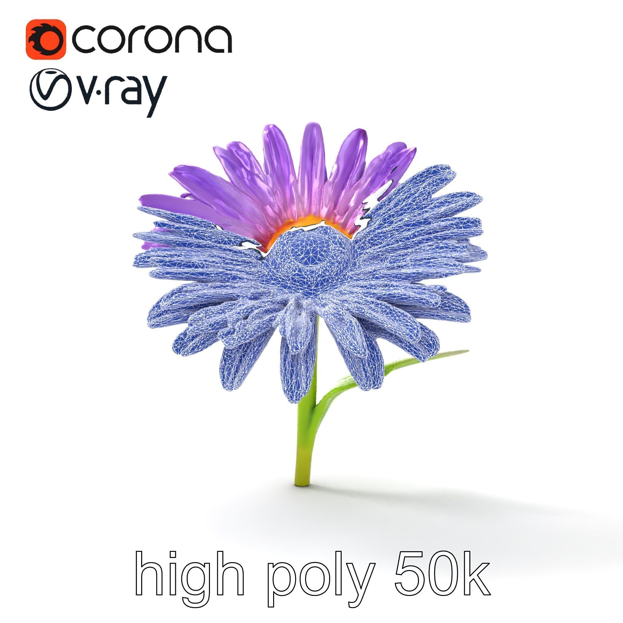 Leucanthemum Purple Flower Realistic model pack Low-poly 3D model_19