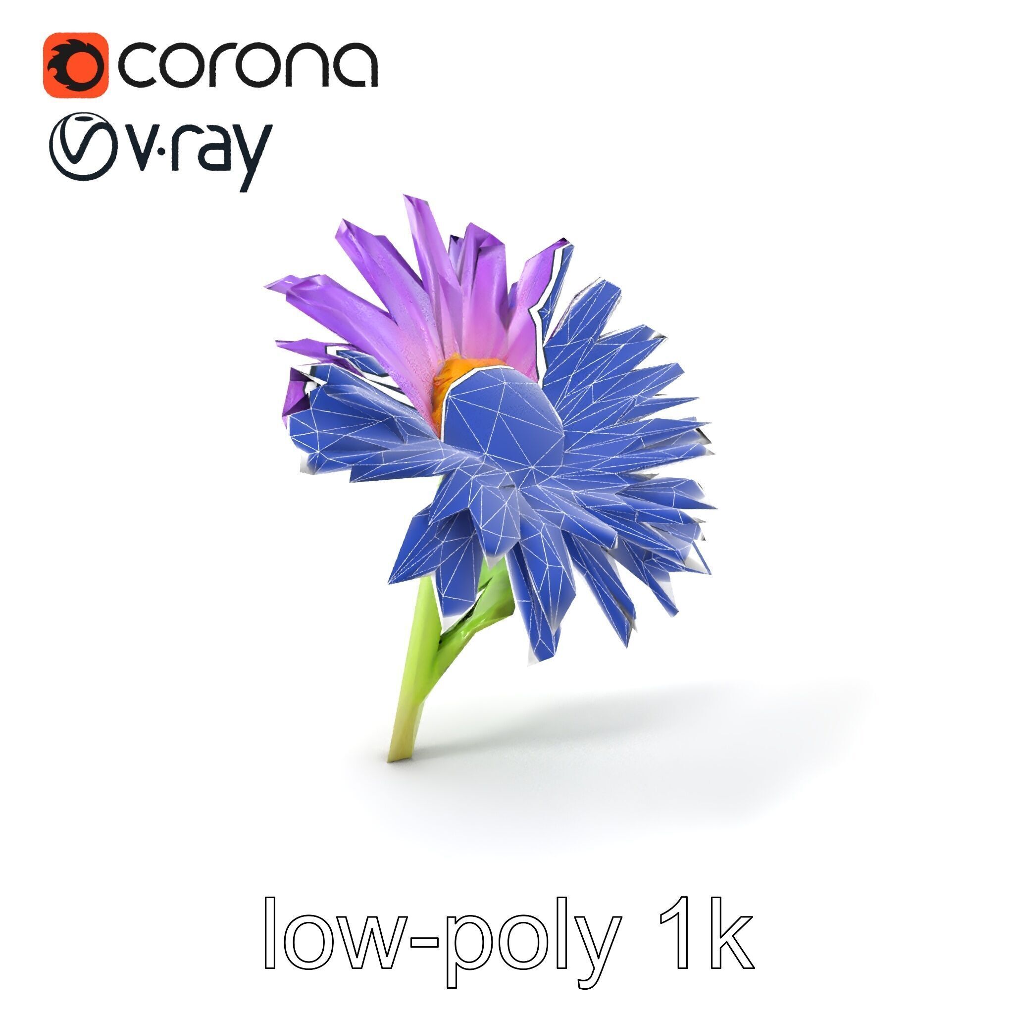 Leucanthemum Purple Flower Realistic model pack Low-poly 3D model_7