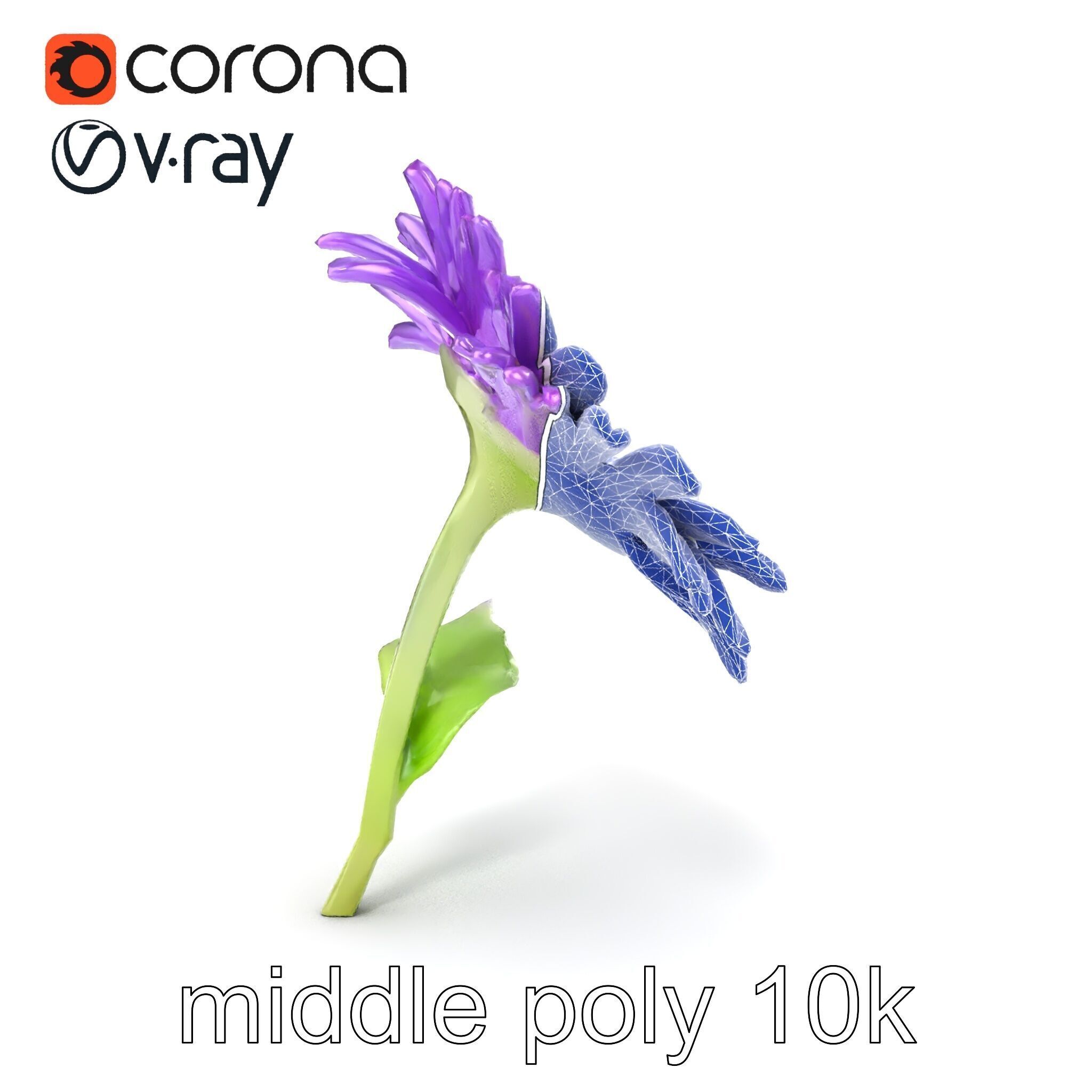 Leucanthemum Purple Flower Realistic model pack Low-poly 3D model_32