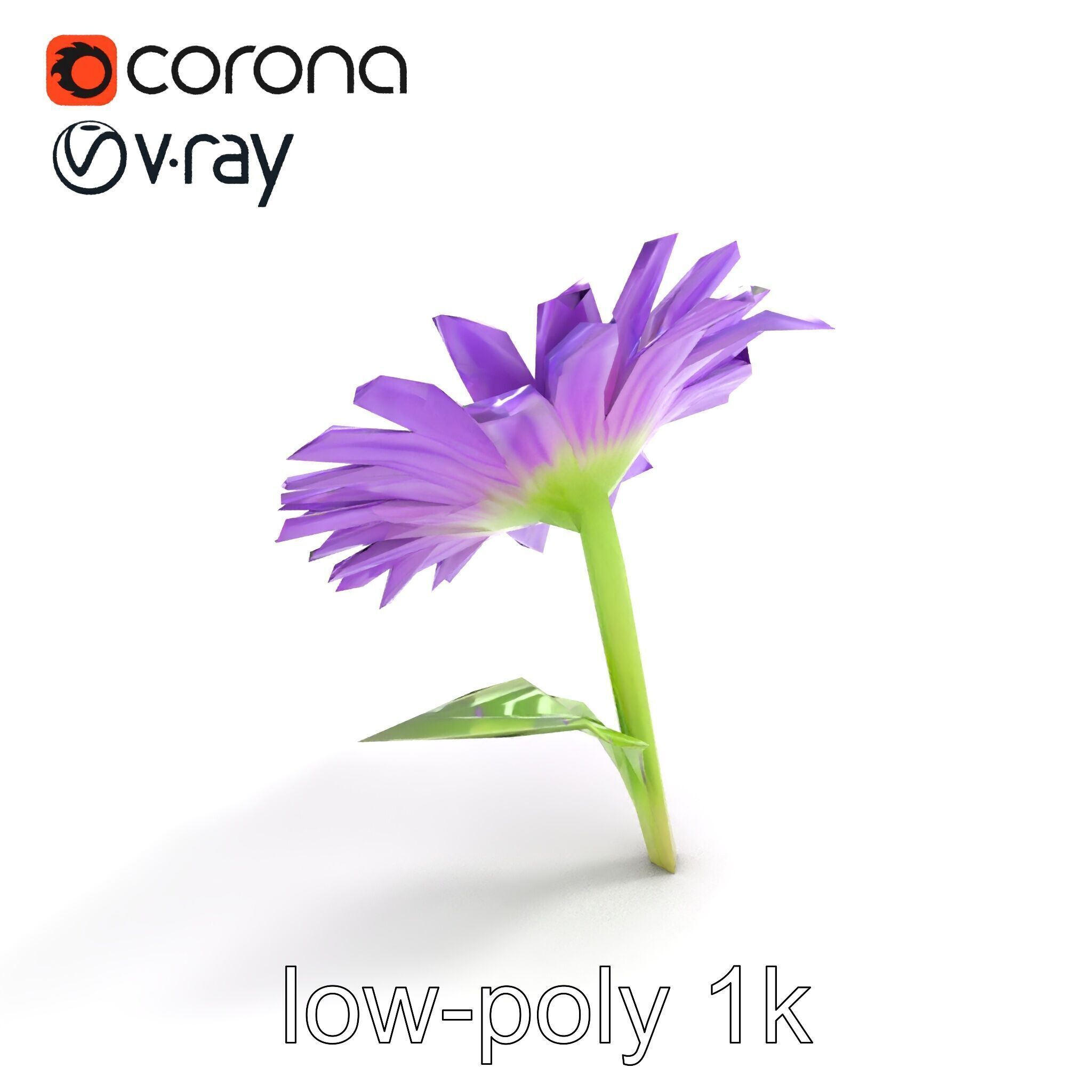 Leucanthemum Purple Flower Realistic model pack Low-poly 3D model_9