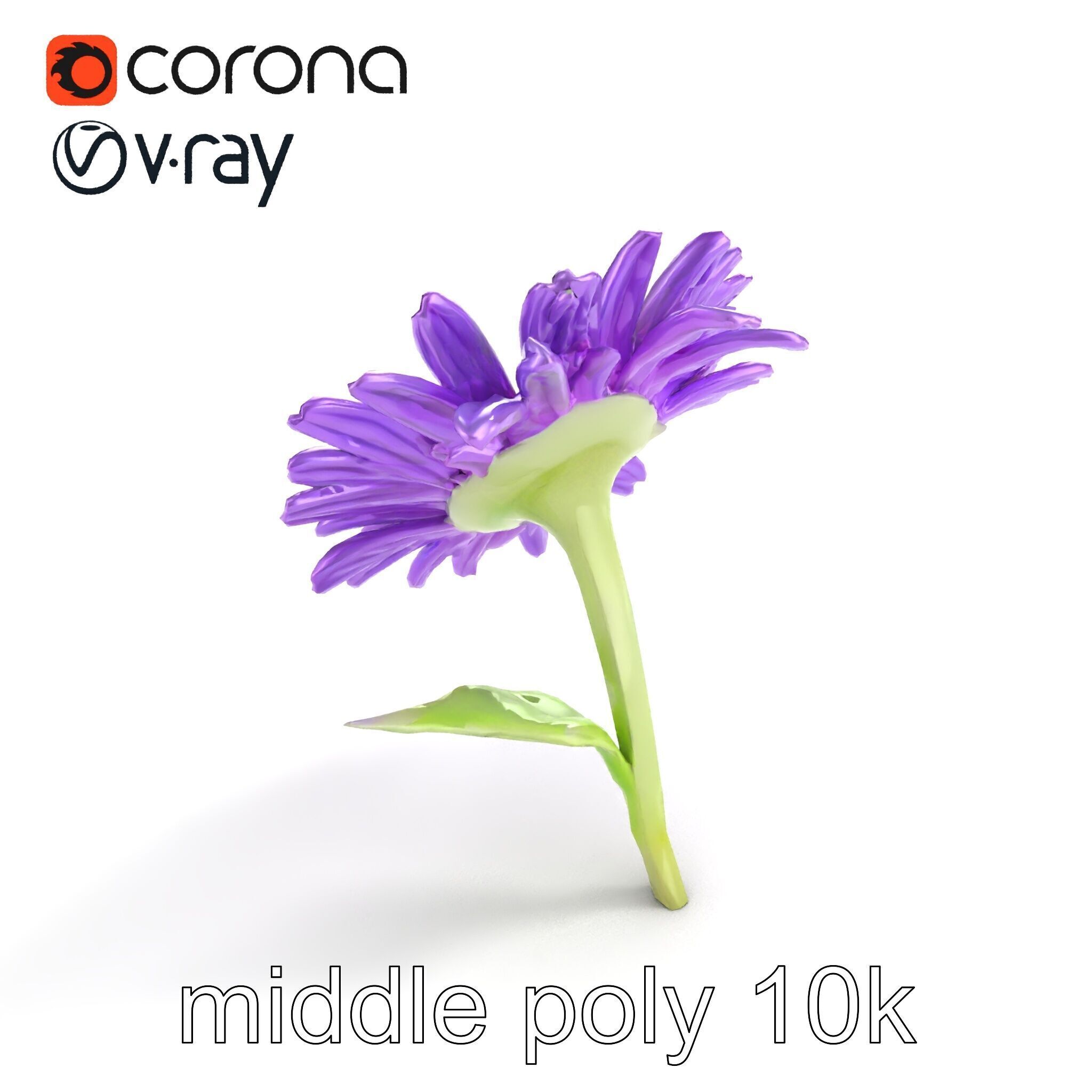 Leucanthemum Purple Flower Realistic model pack Low-poly 3D model_8