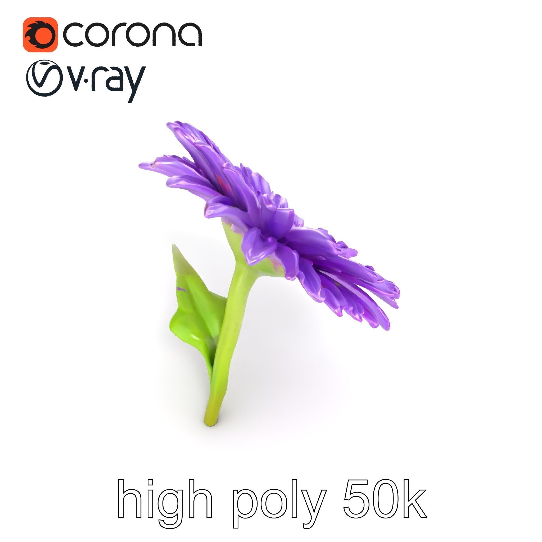 Leucanthemum Purple Flower Realistic model pack Low-poly 3D model_31