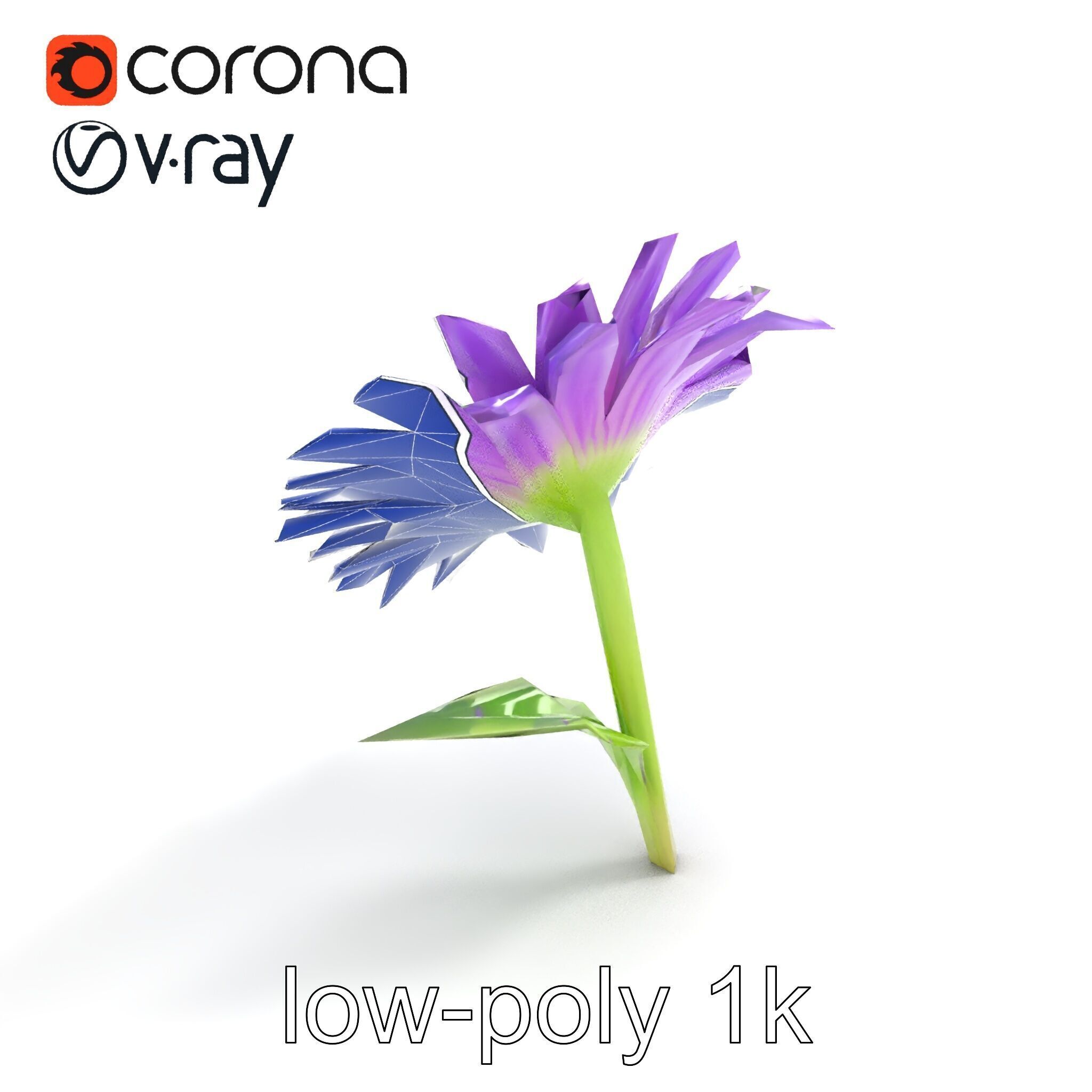Leucanthemum Purple Flower Realistic model pack Low-poly 3D model_21