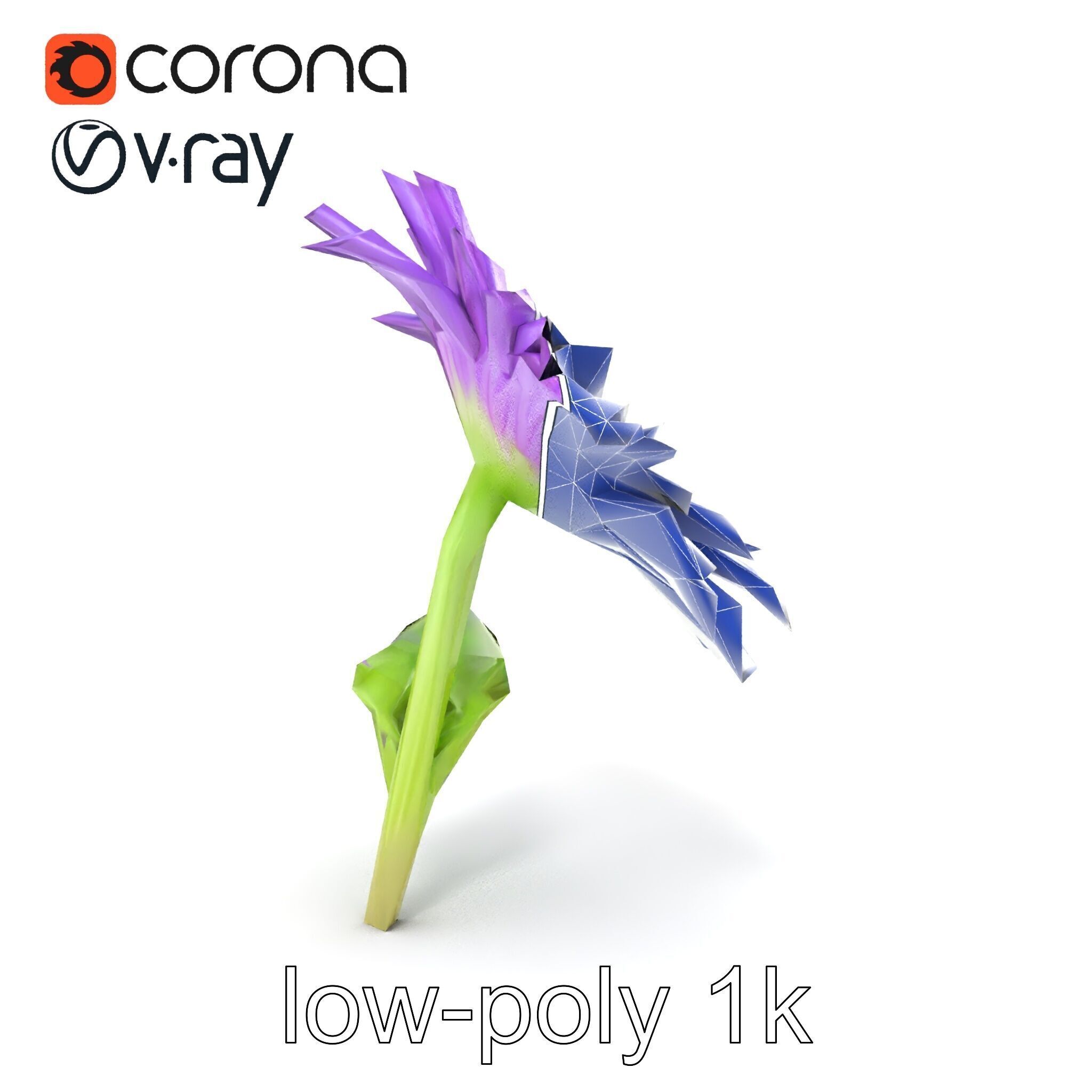 Leucanthemum Purple Flower Realistic model pack Low-poly 3D model_13