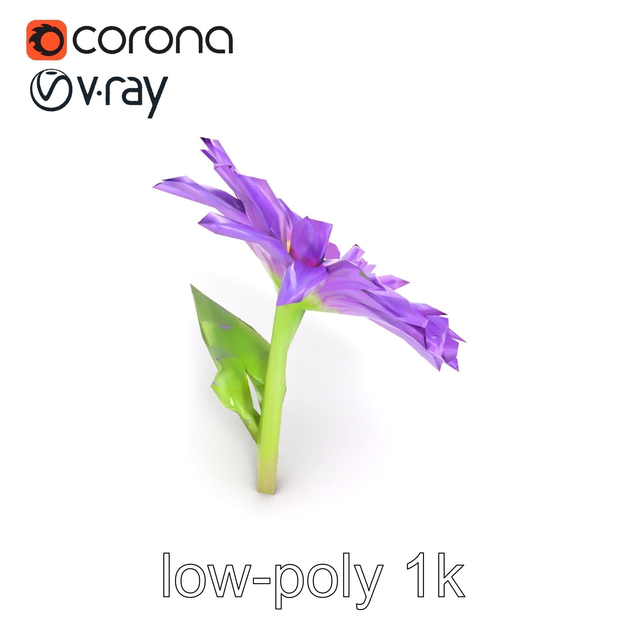 Leucanthemum Purple Flower Realistic model pack Low-poly 3D model_20