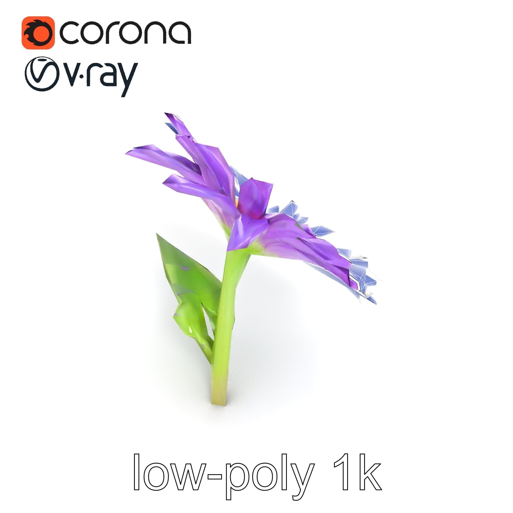 Leucanthemum Purple Flower Realistic model pack Low-poly 3D model_28