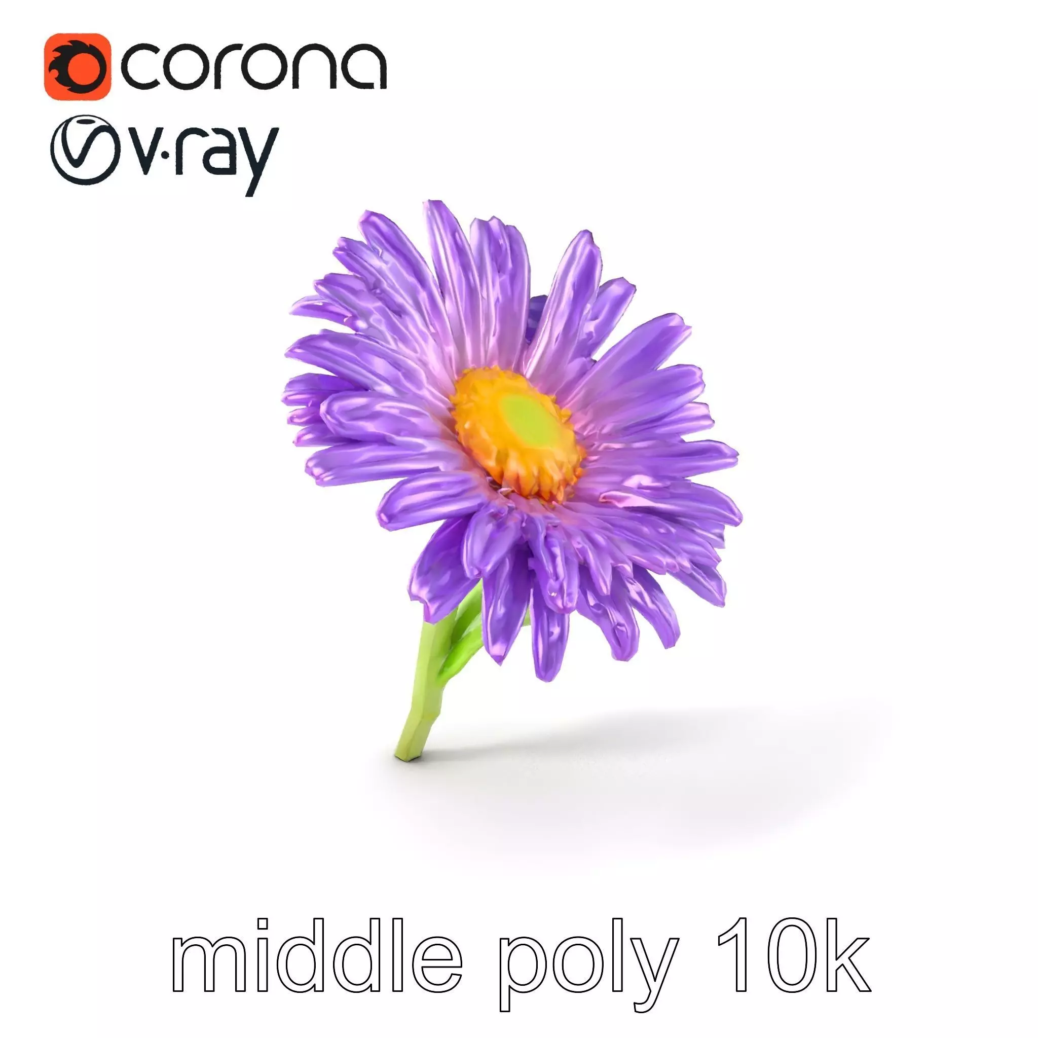 Leucanthemum Purple Flower Realistic model pack Low-poly 3D model_0