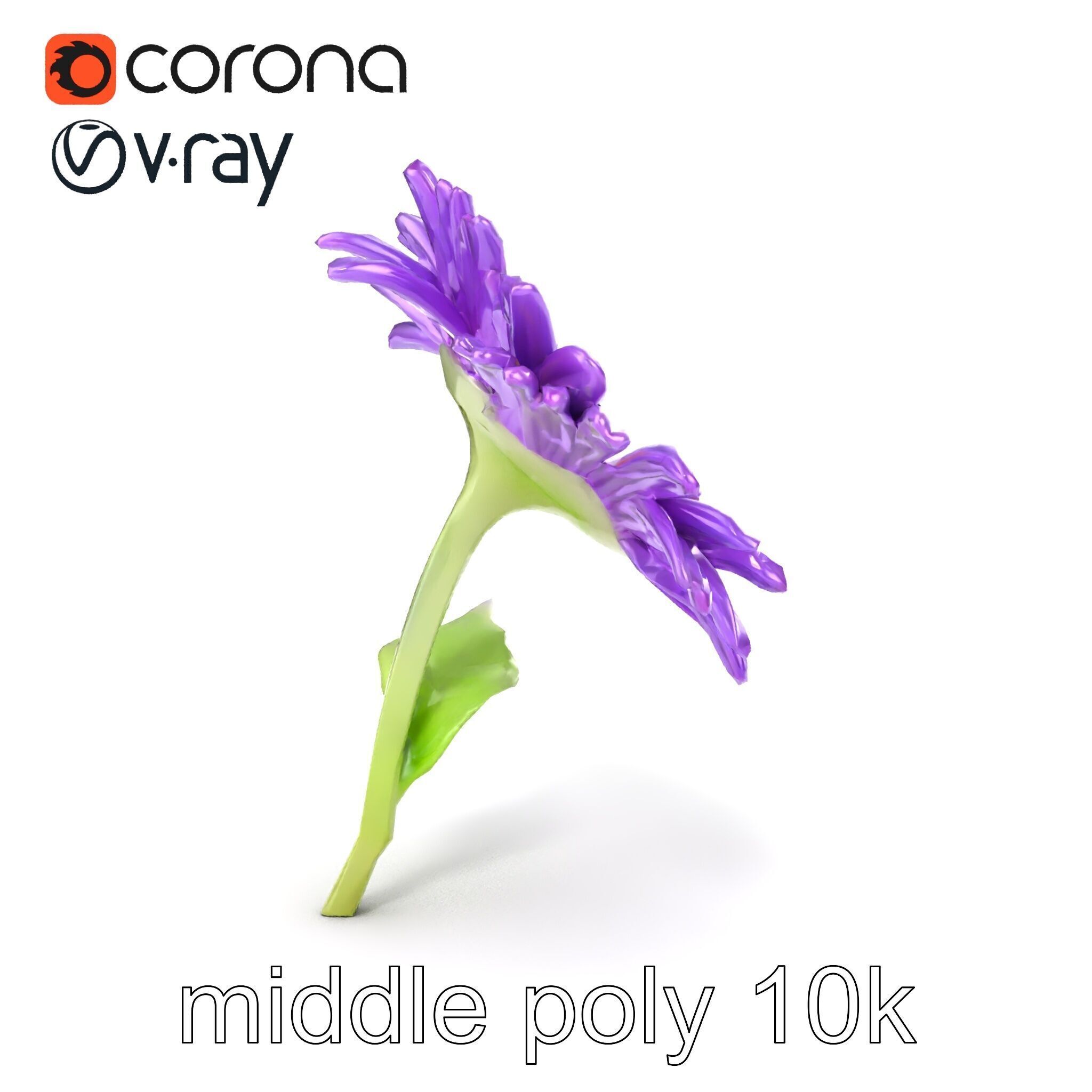 Leucanthemum Purple Flower Realistic model pack Low-poly 3D model_12