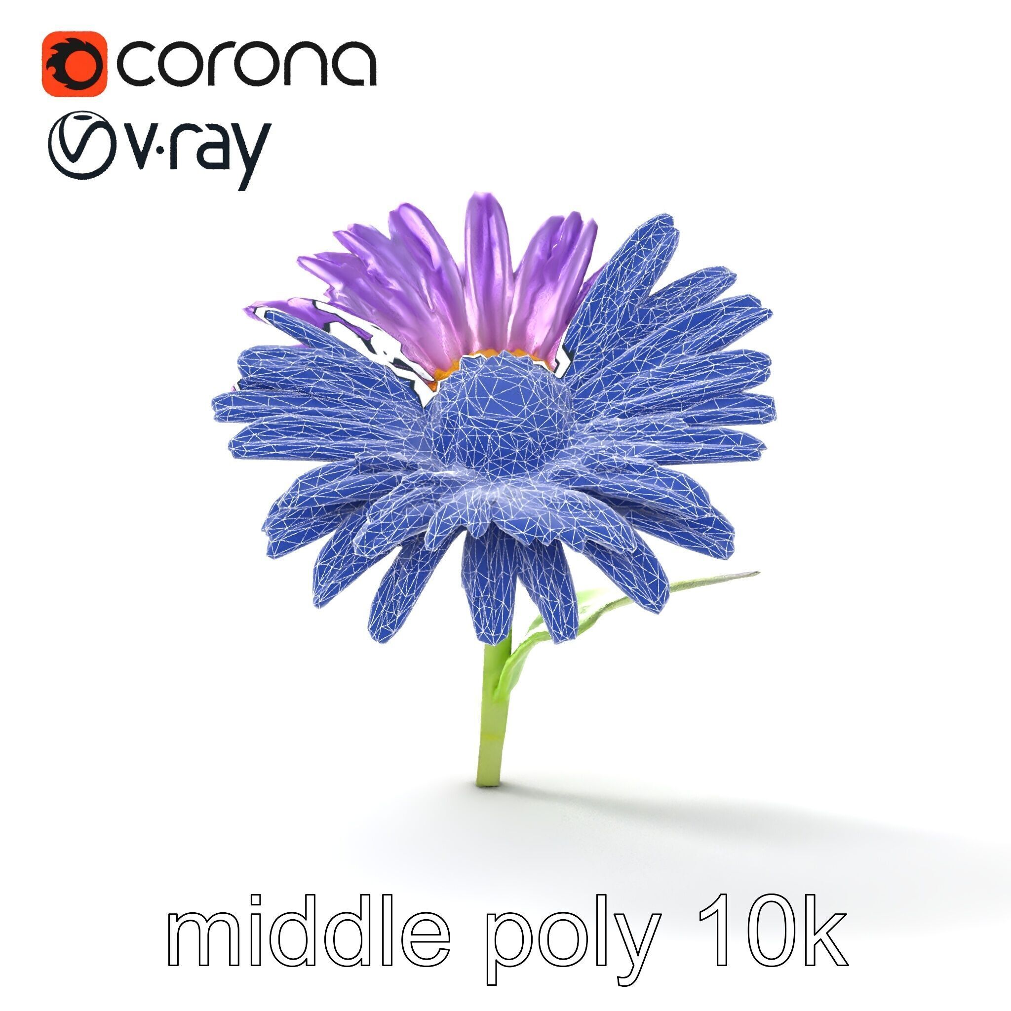 Leucanthemum Purple Flower Realistic model pack Low-poly 3D model_27