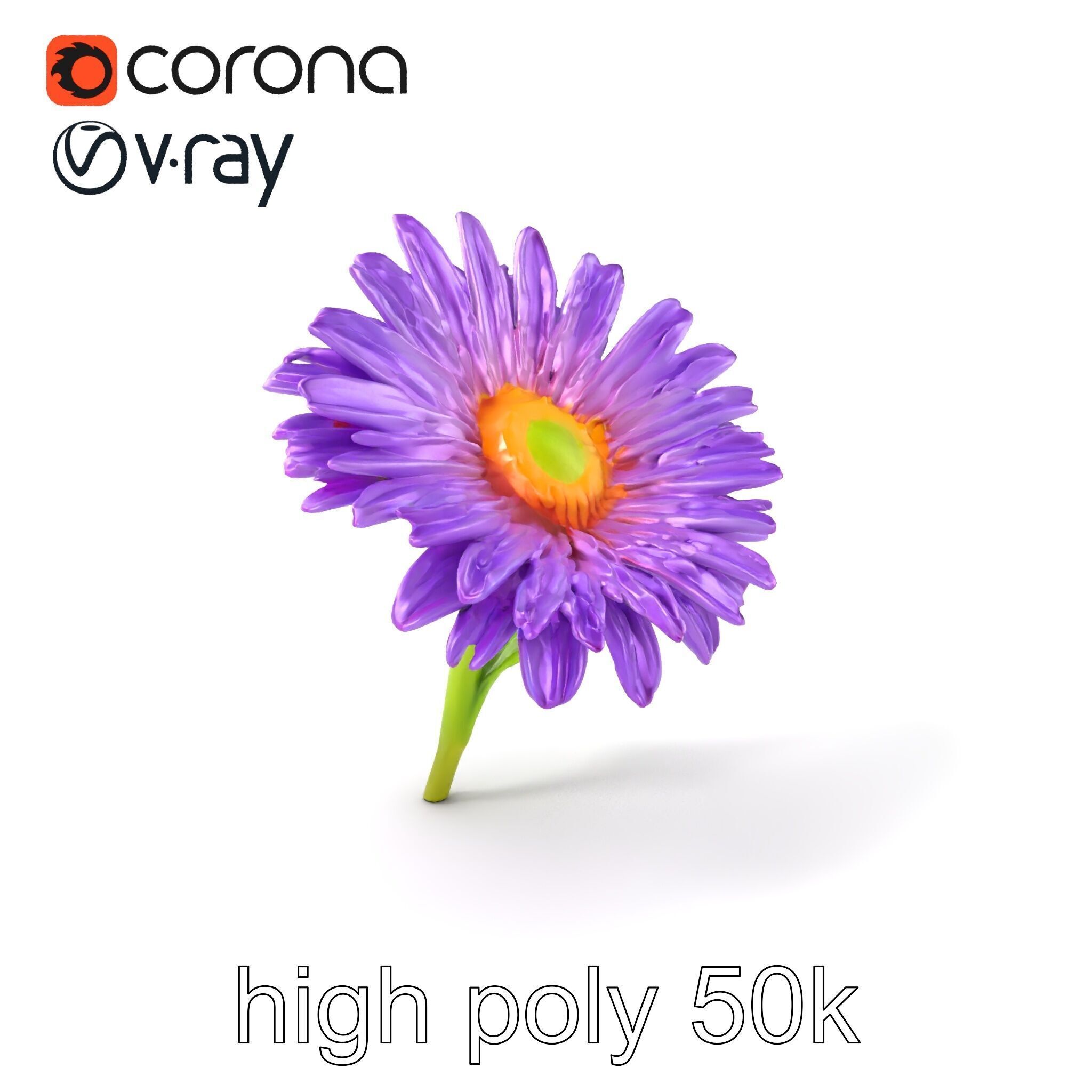 Leucanthemum Purple Flower Realistic model pack Low-poly 3D model_2
