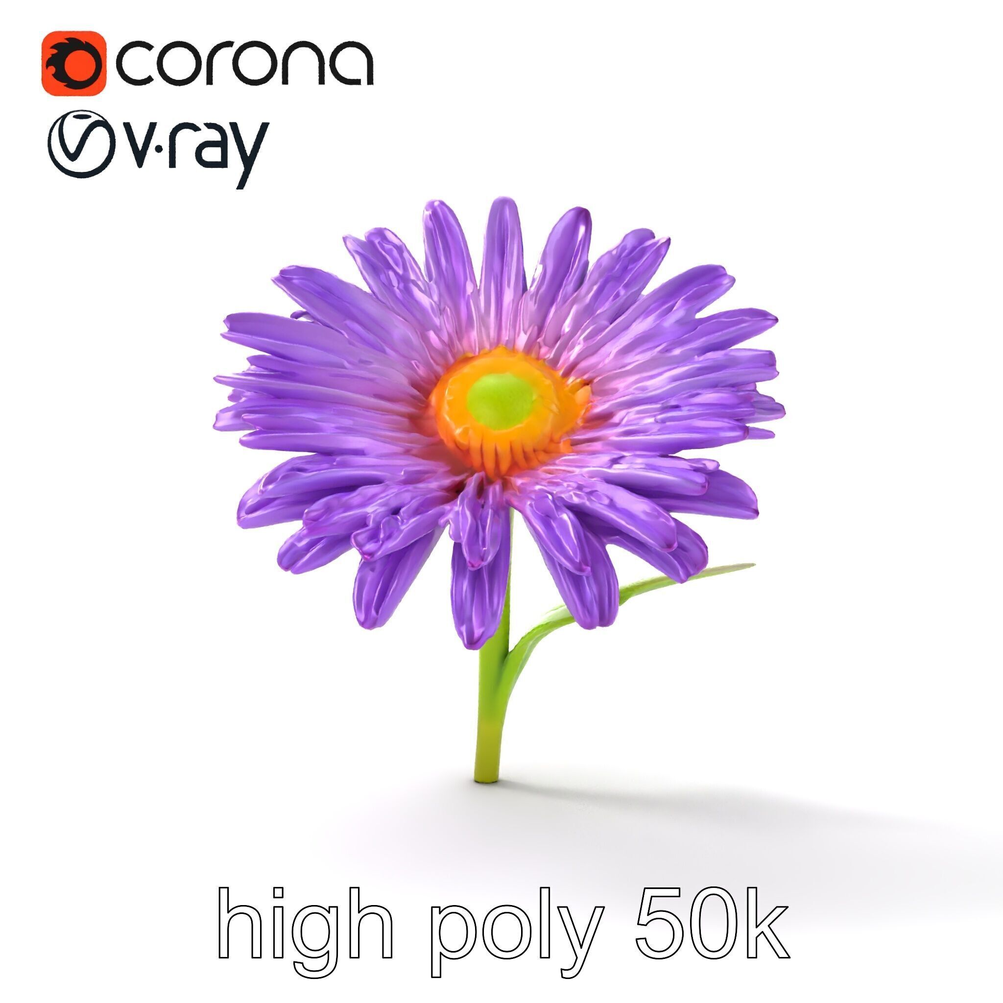 Leucanthemum Purple Flower Realistic model pack Low-poly 3D model_14