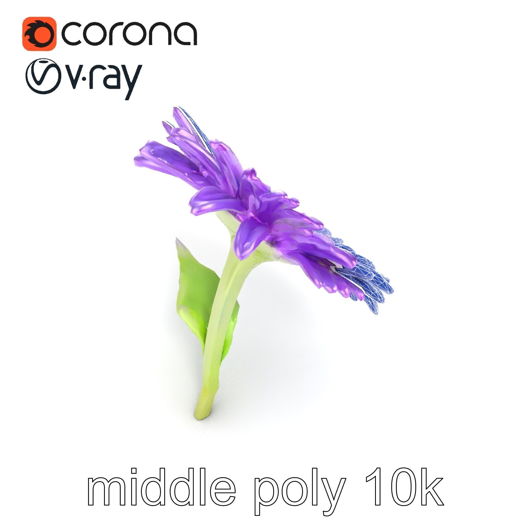 Leucanthemum Purple Flower Realistic model pack Low-poly 3D model_25