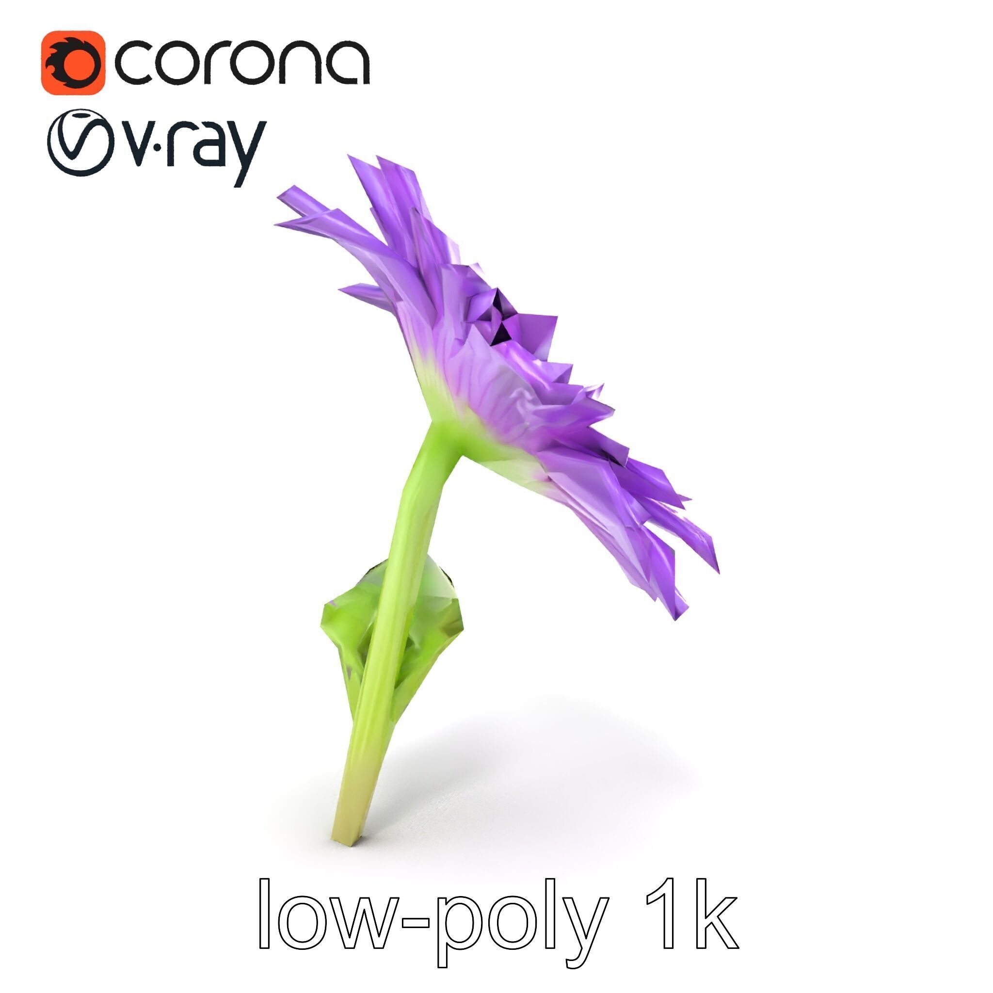 Leucanthemum Purple Flower Realistic model pack Low-poly 3D model_26