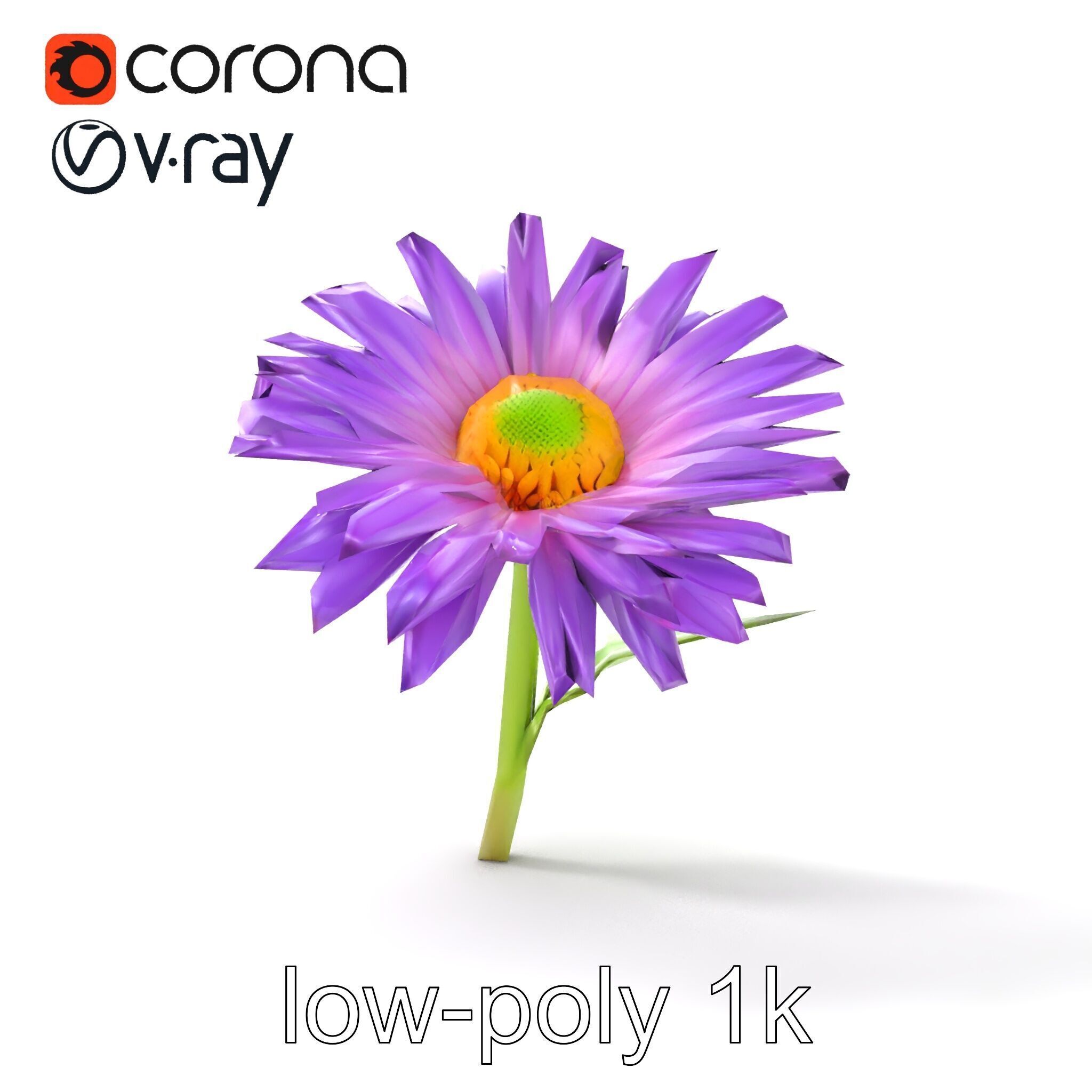 Leucanthemum Purple Flower Realistic model pack Low-poly 3D model_11