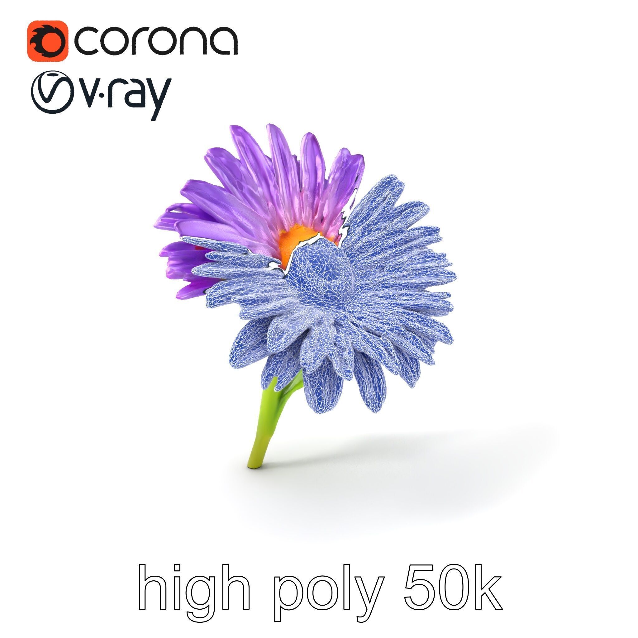 Leucanthemum Purple Flower Realistic model pack Low-poly 3D model_10