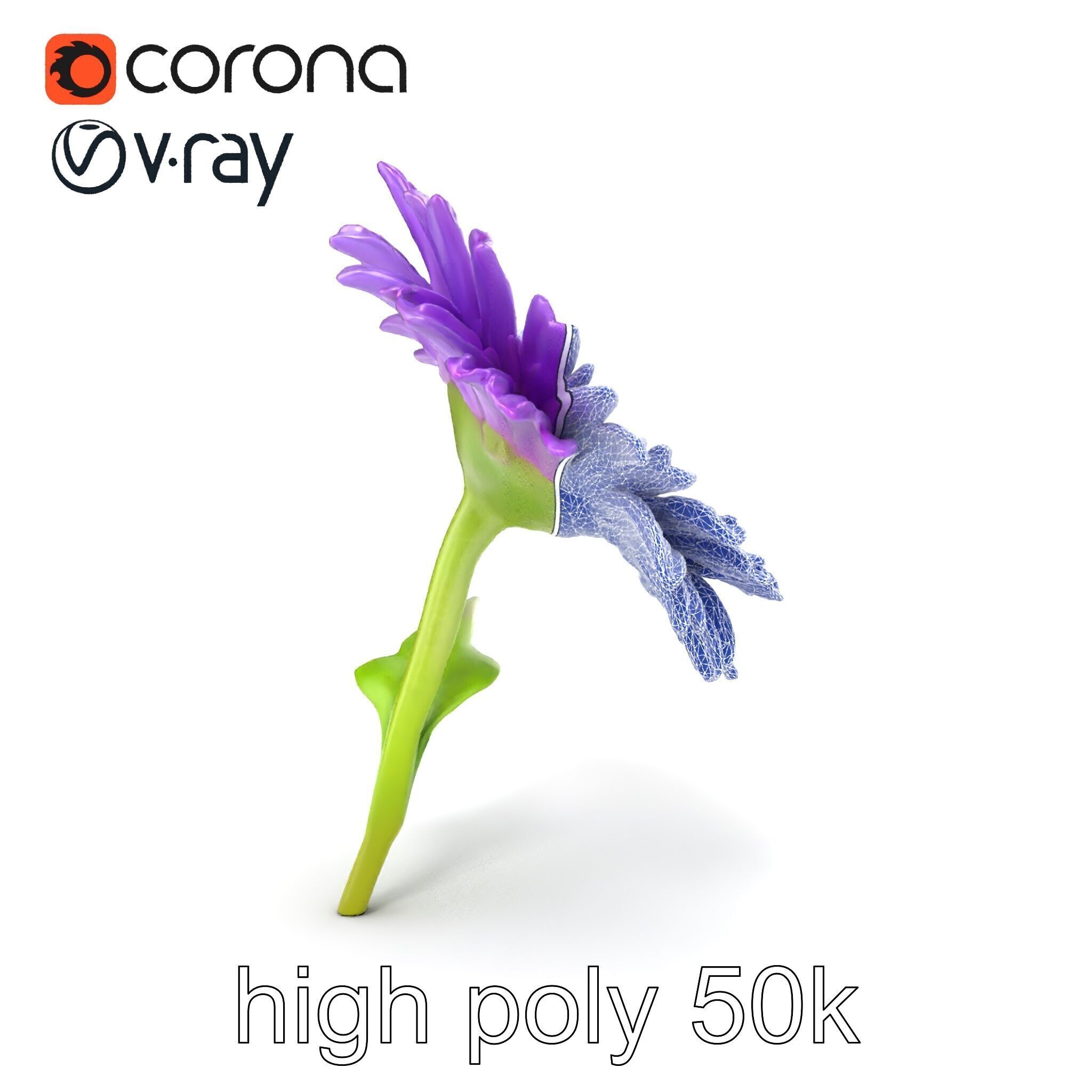 Leucanthemum Purple Flower Realistic model pack Low-poly 3D model_24