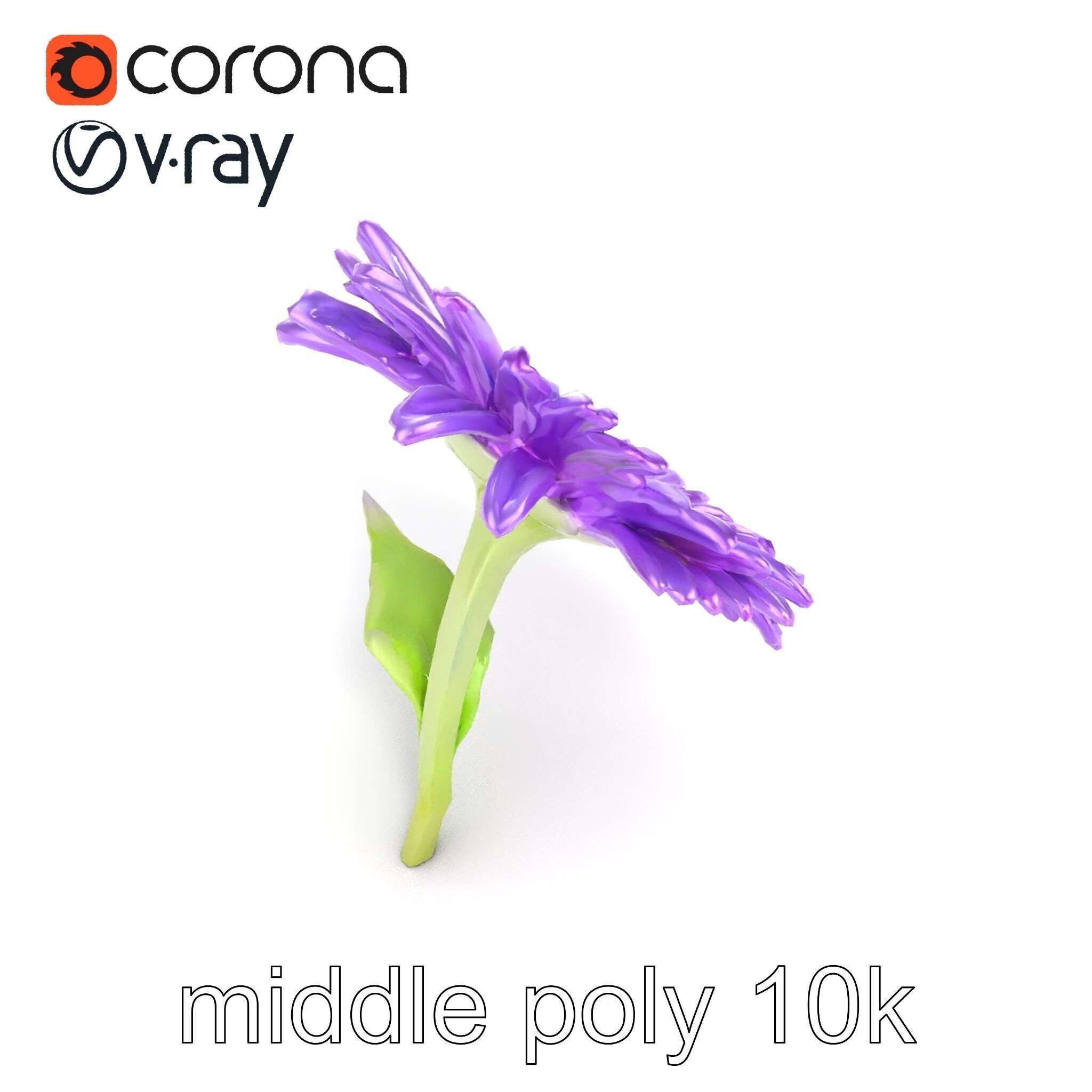 Leucanthemum Purple Flower Realistic model pack Low-poly 3D model_15