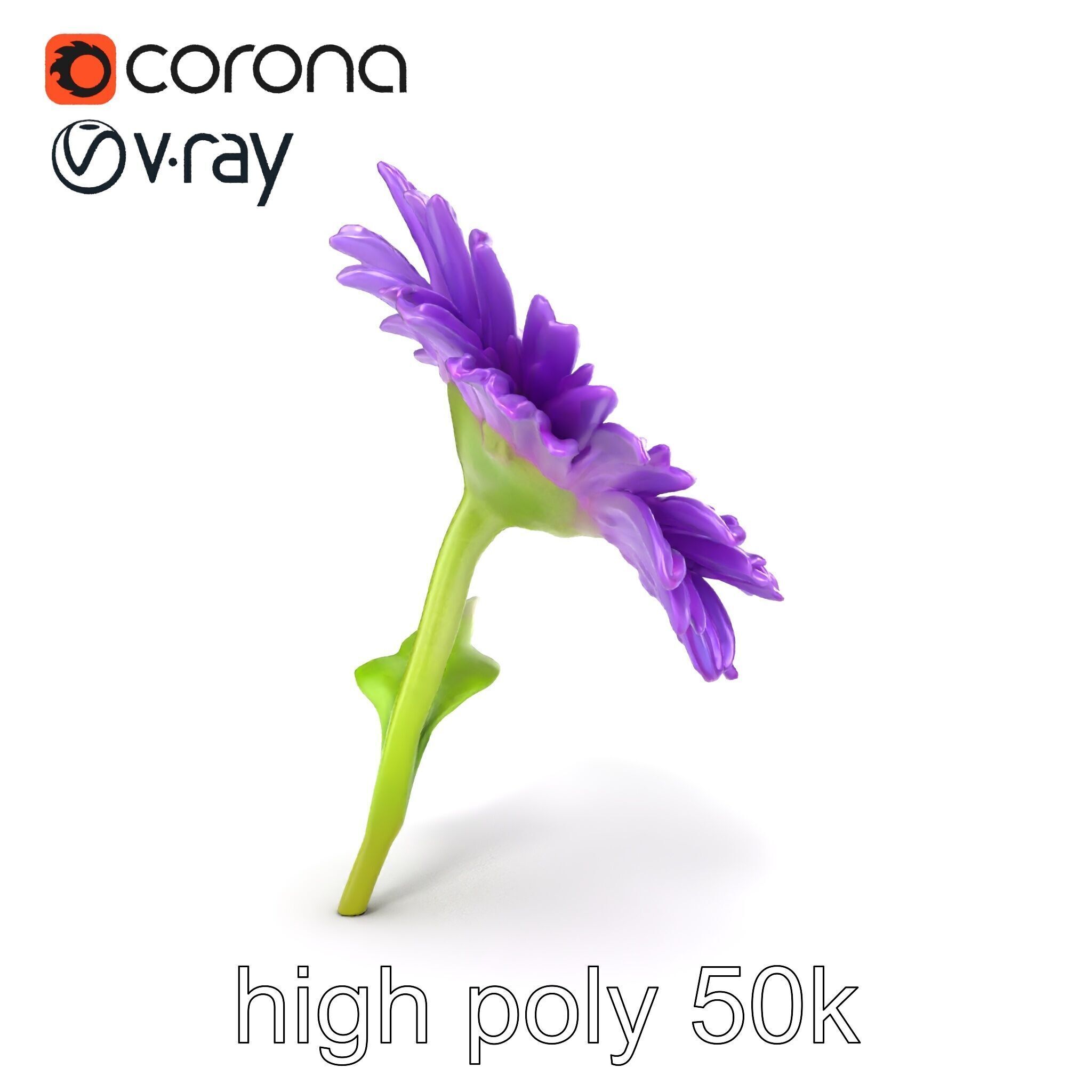 Leucanthemum Purple Flower Realistic model pack Low-poly 3D model_17