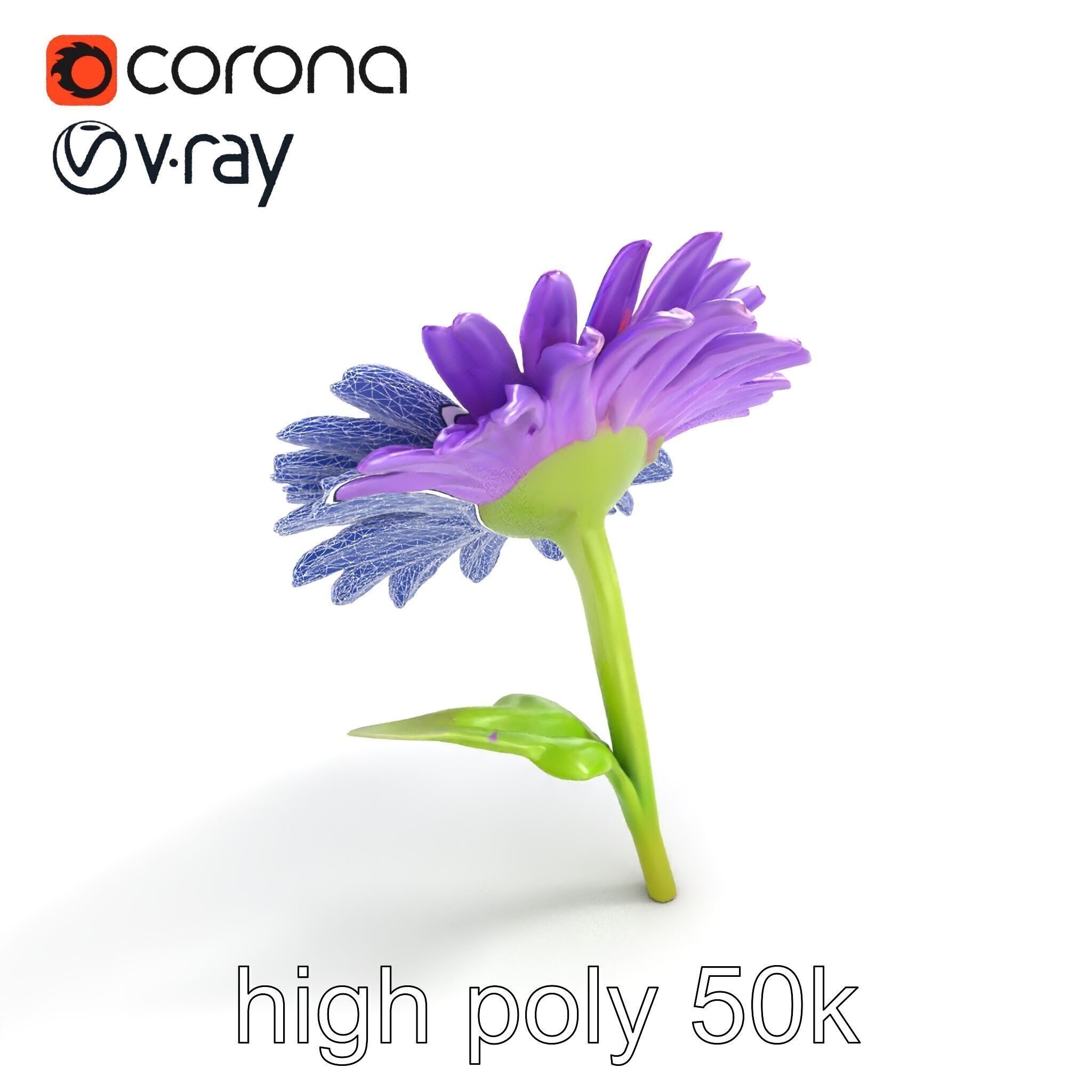 Leucanthemum Purple Flower Realistic model pack Low-poly 3D model_16