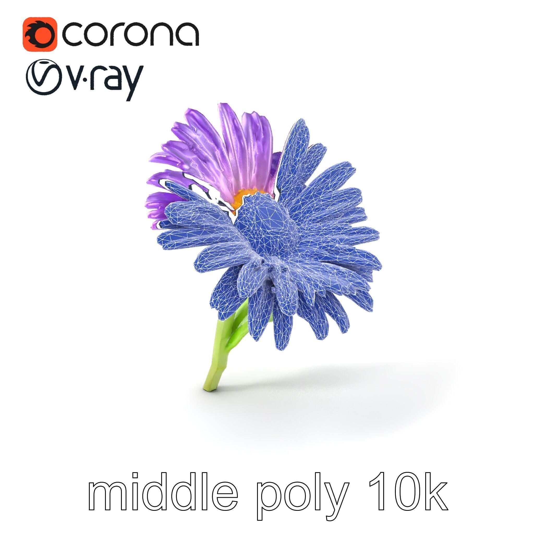 Leucanthemum Purple Flower Realistic model pack Low-poly 3D model_6