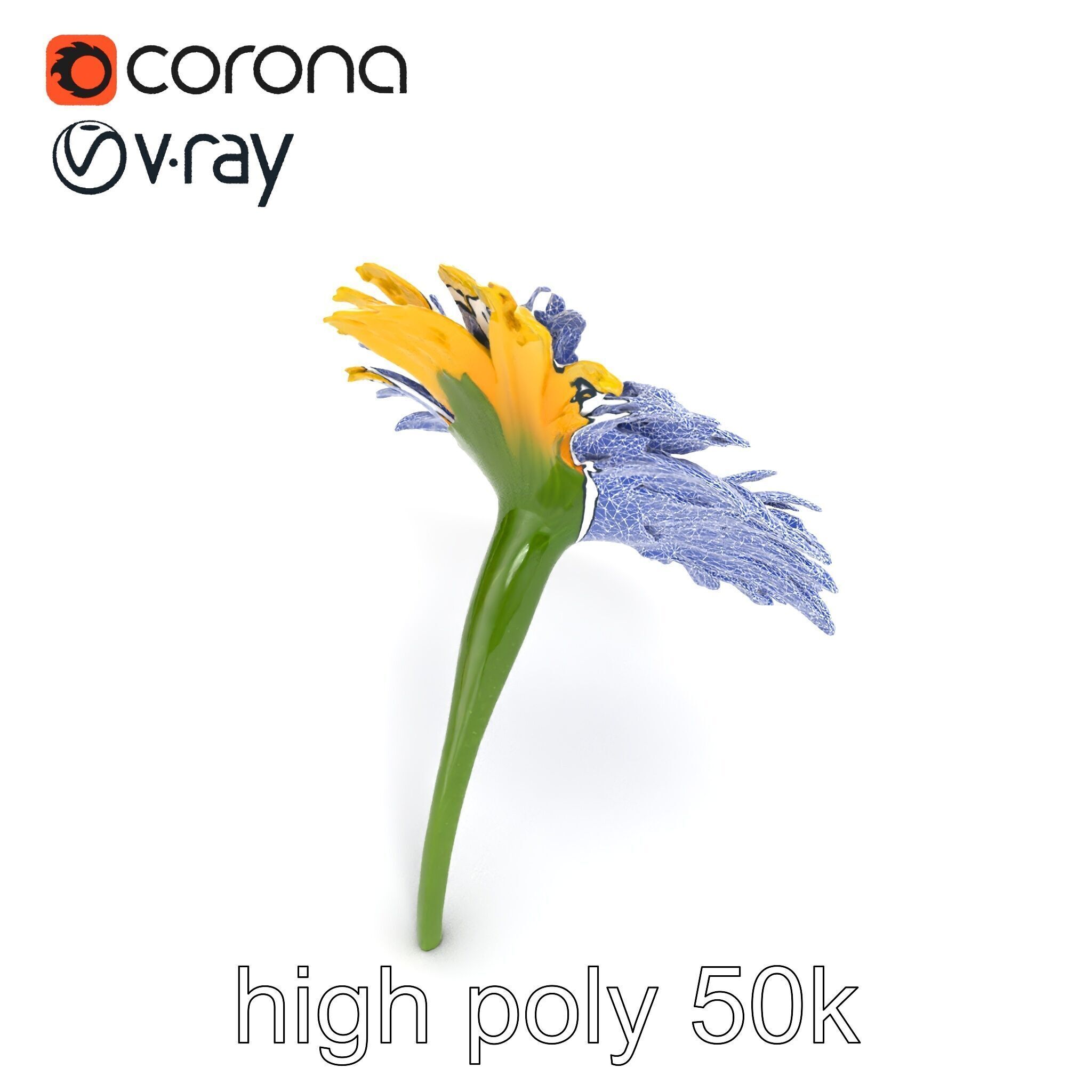 Leucanthemum Yellow Flower Model Pack Low-poly 3D model_21