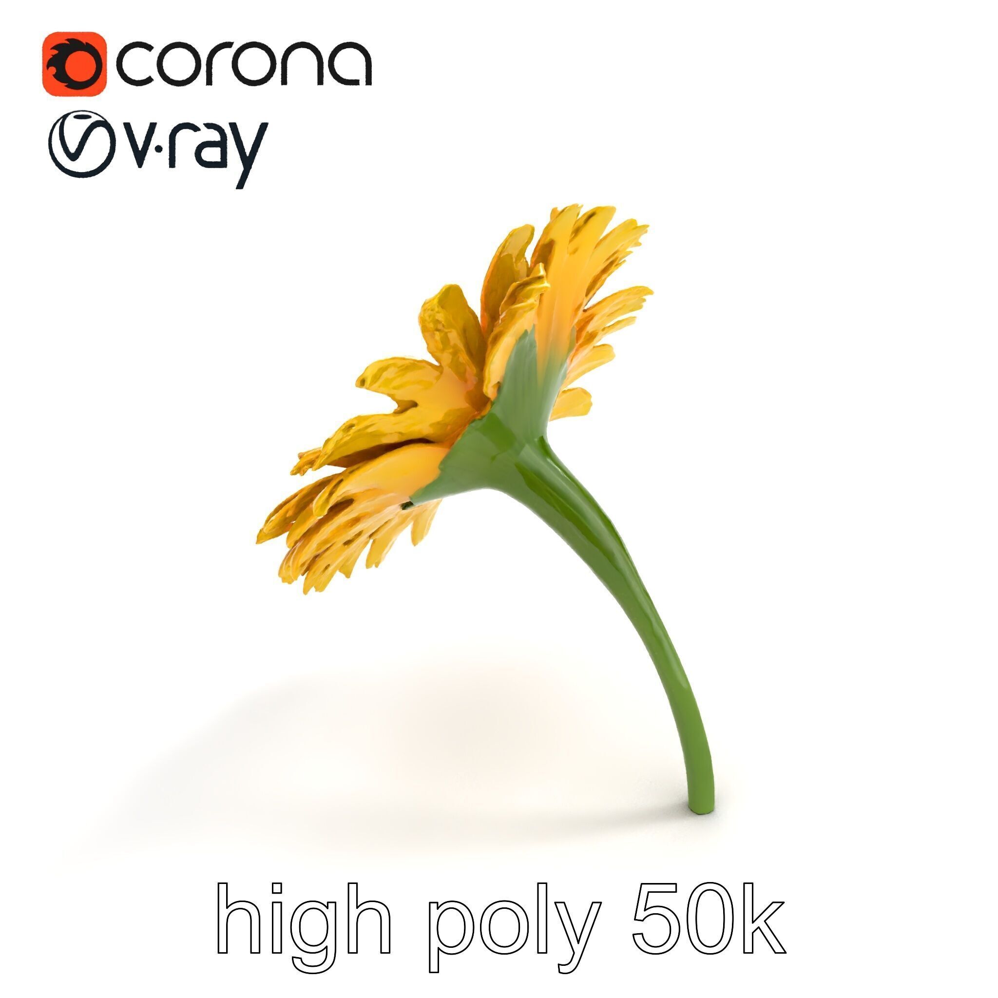Leucanthemum Yellow Flower Model Pack Low-poly 3D model_15