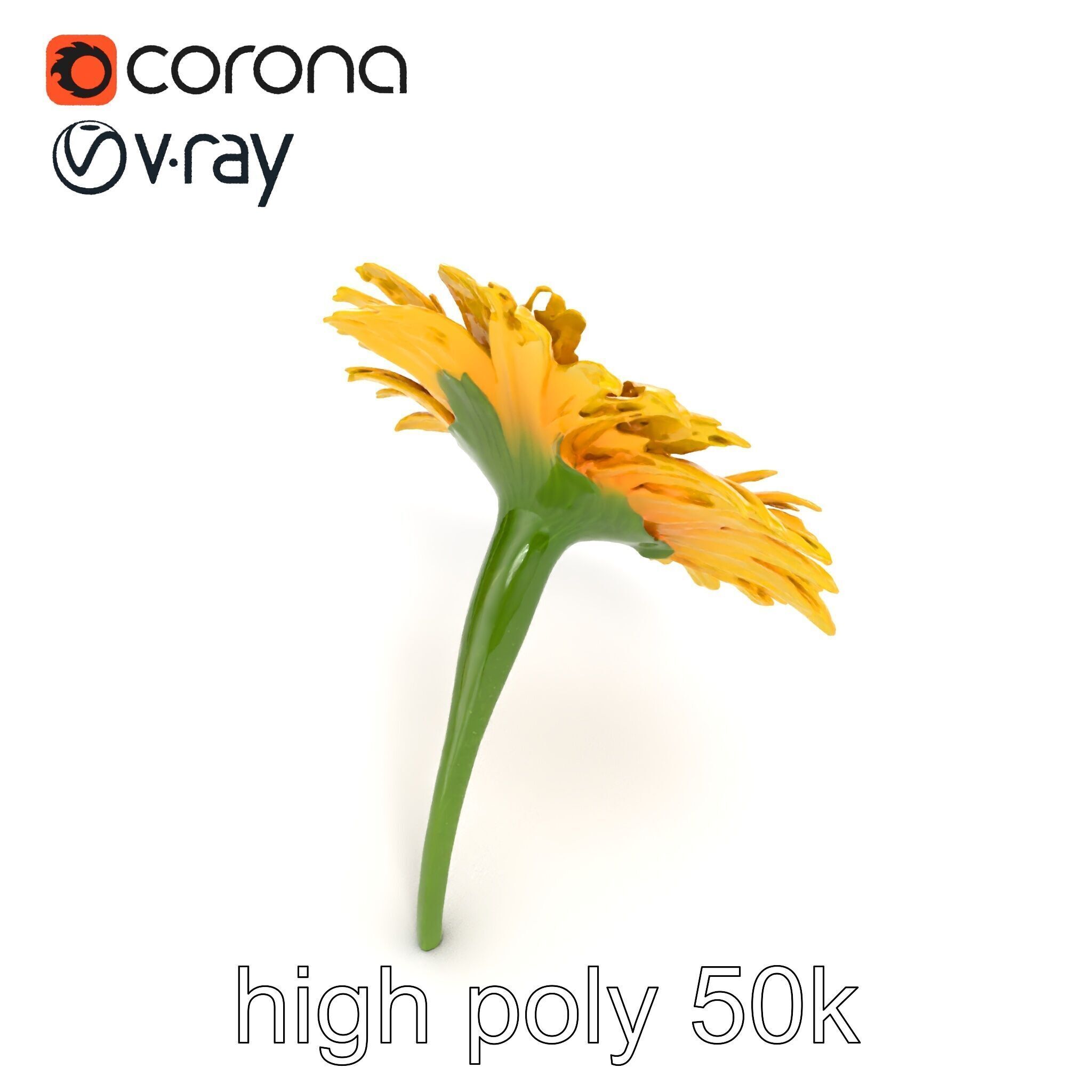 Leucanthemum Yellow Flower Model Pack Low-poly 3D model_24