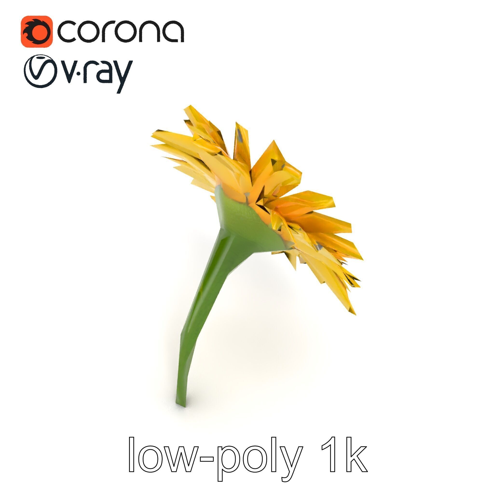 Leucanthemum Yellow Flower Model Pack Low-poly 3D model_13