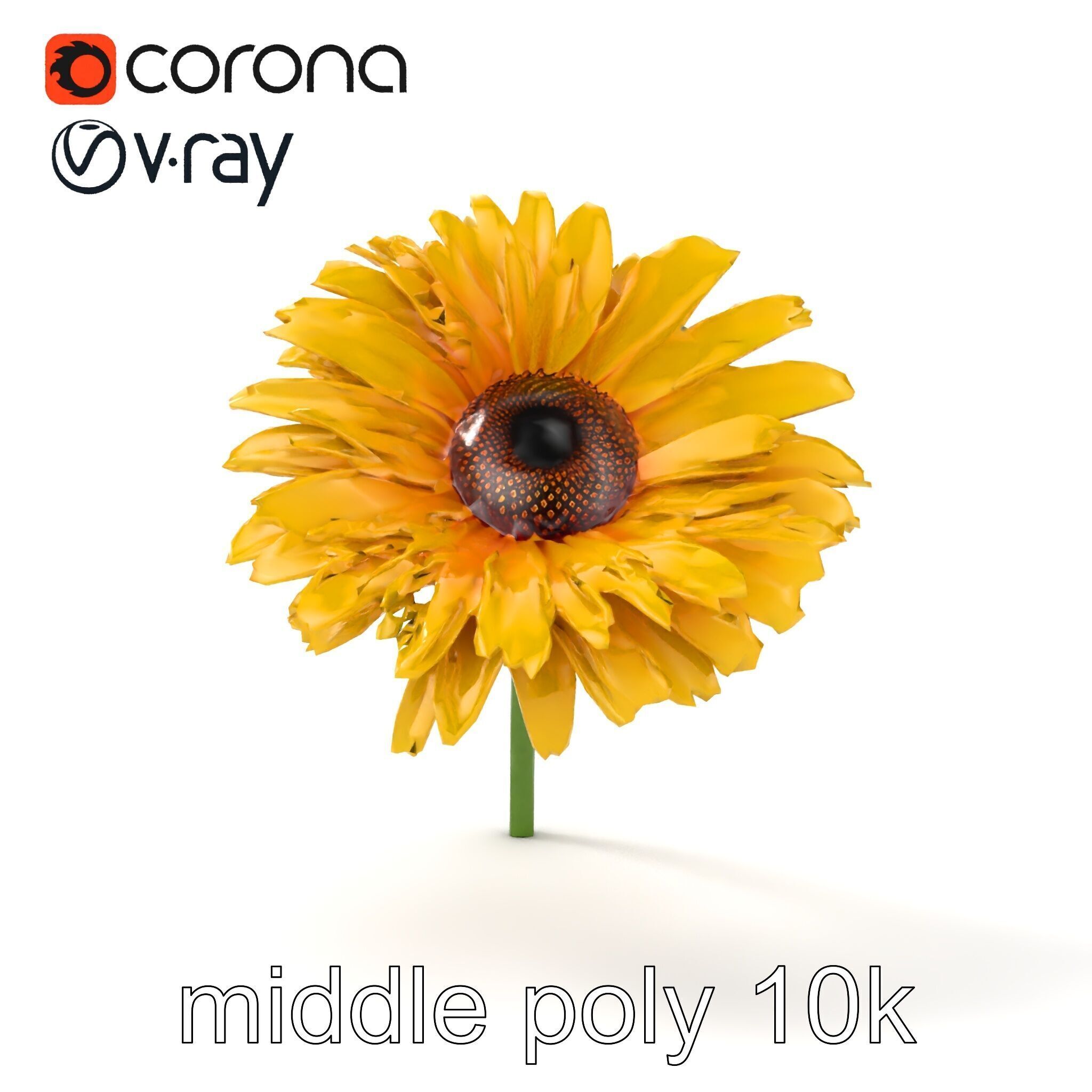 Leucanthemum Yellow Flower Model Pack Low-poly 3D model_26
