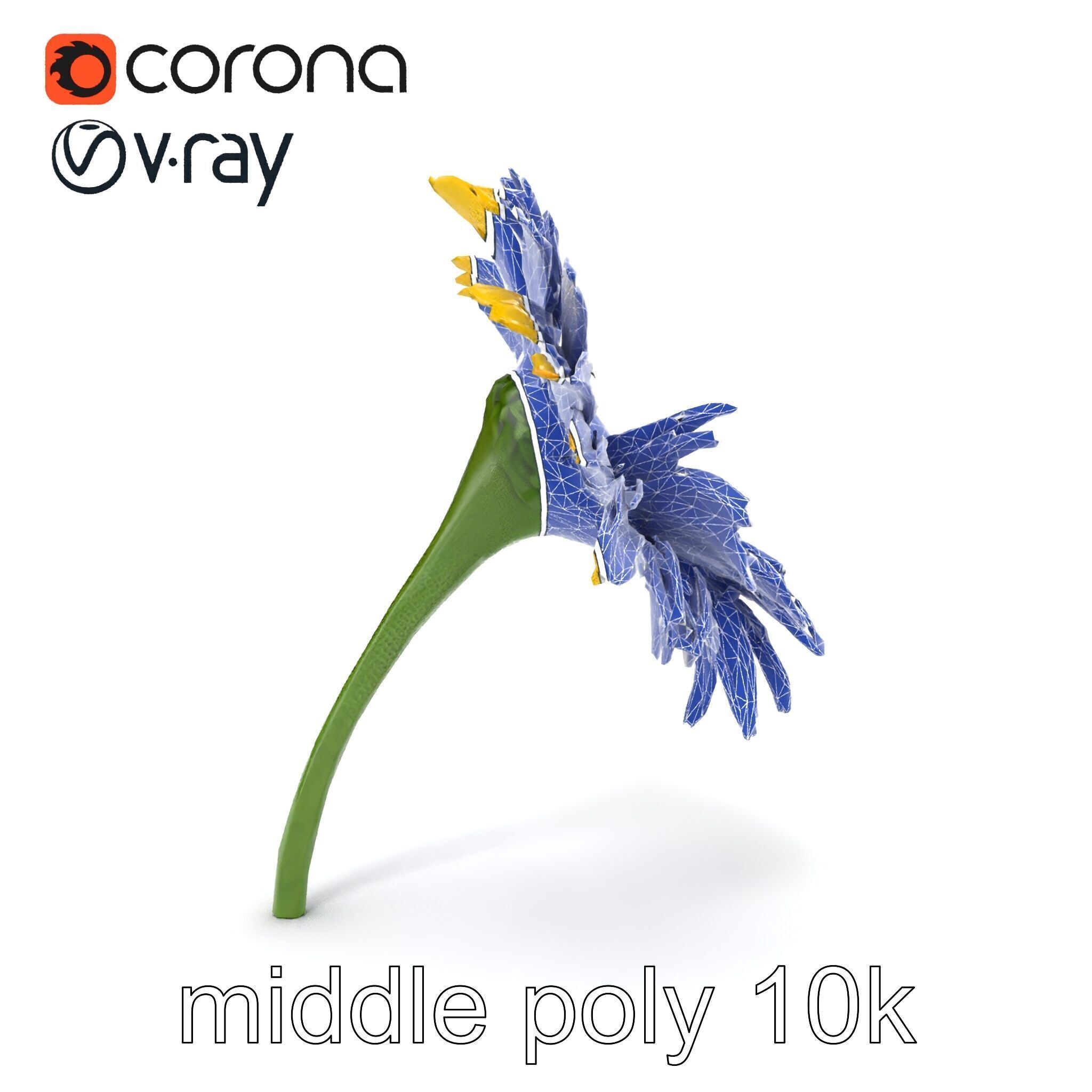 Leucanthemum Yellow Flower Model Pack Low-poly 3D model_27