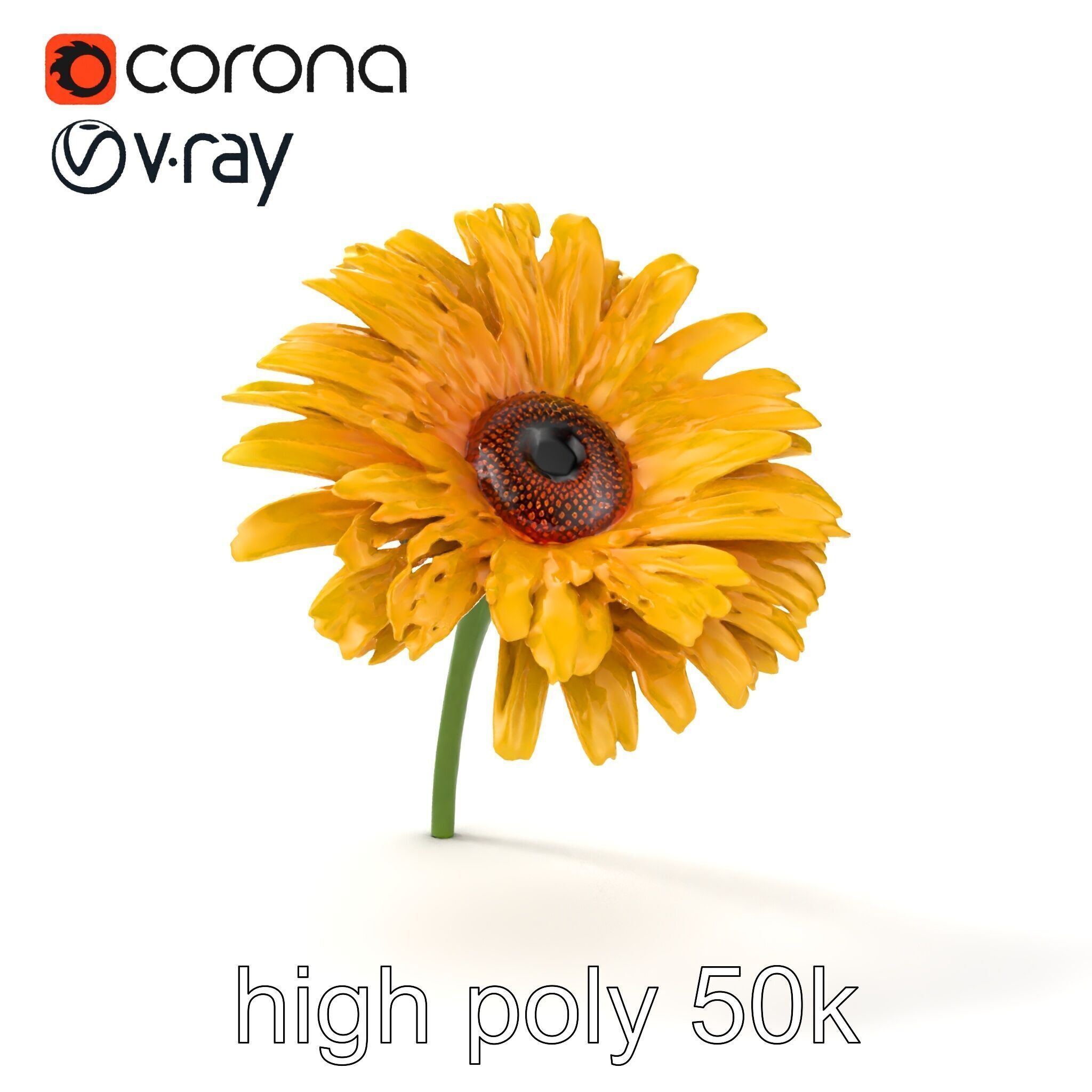 Leucanthemum Yellow Flower Model Pack Low-poly 3D model_29