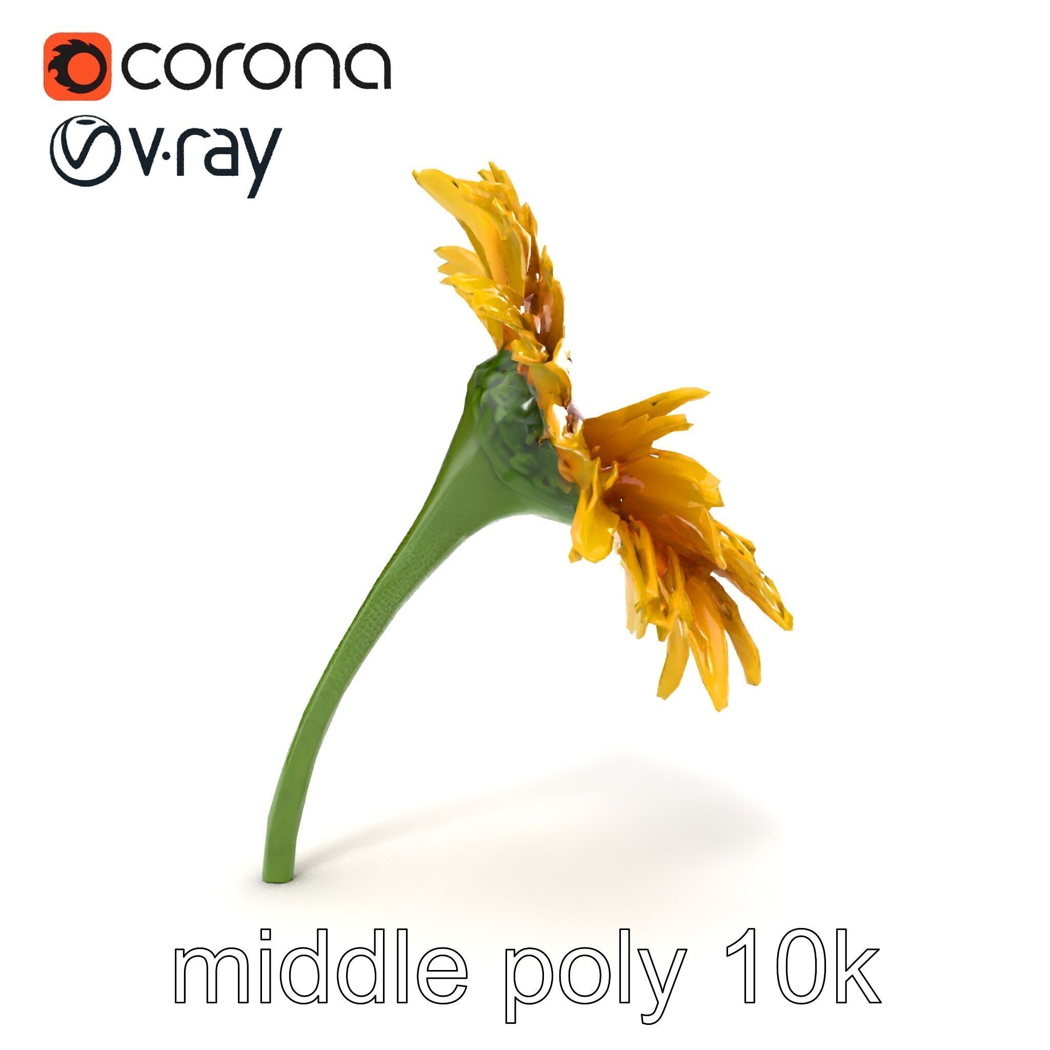 Leucanthemum Yellow Flower Model Pack Low-poly 3D model_17