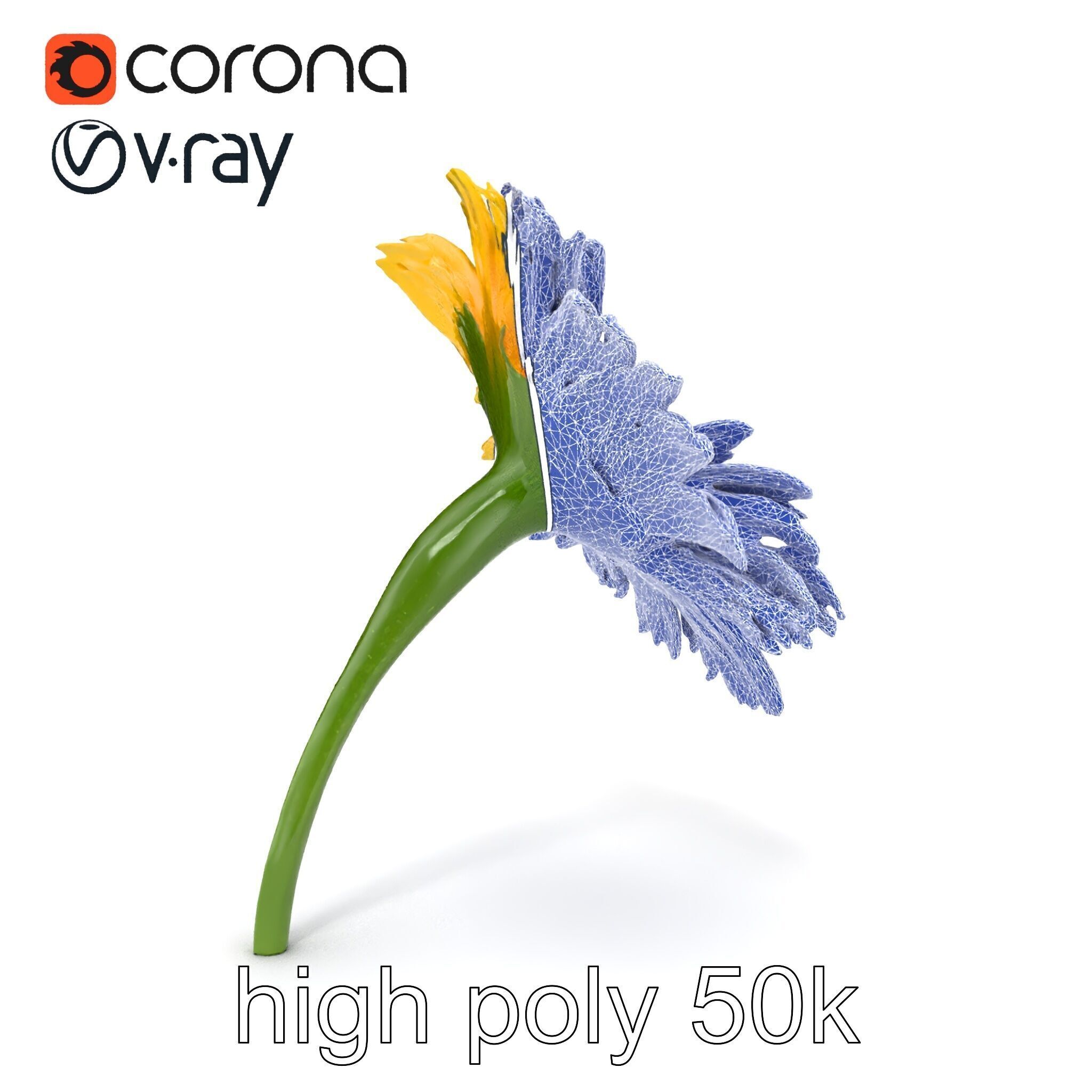 Leucanthemum Yellow Flower Model Pack Low-poly 3D model_28