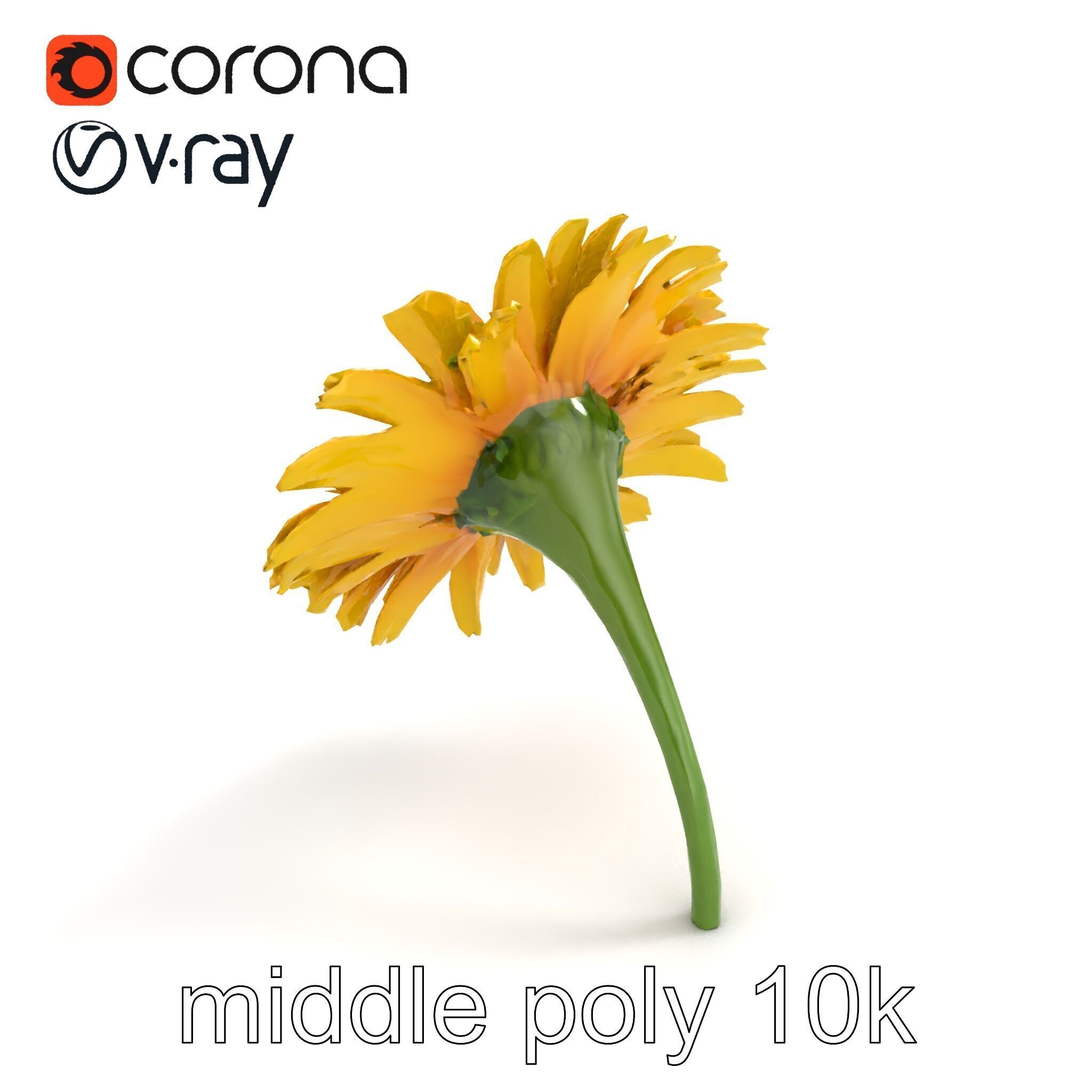 Leucanthemum Yellow Flower Model Pack Low-poly 3D model_8