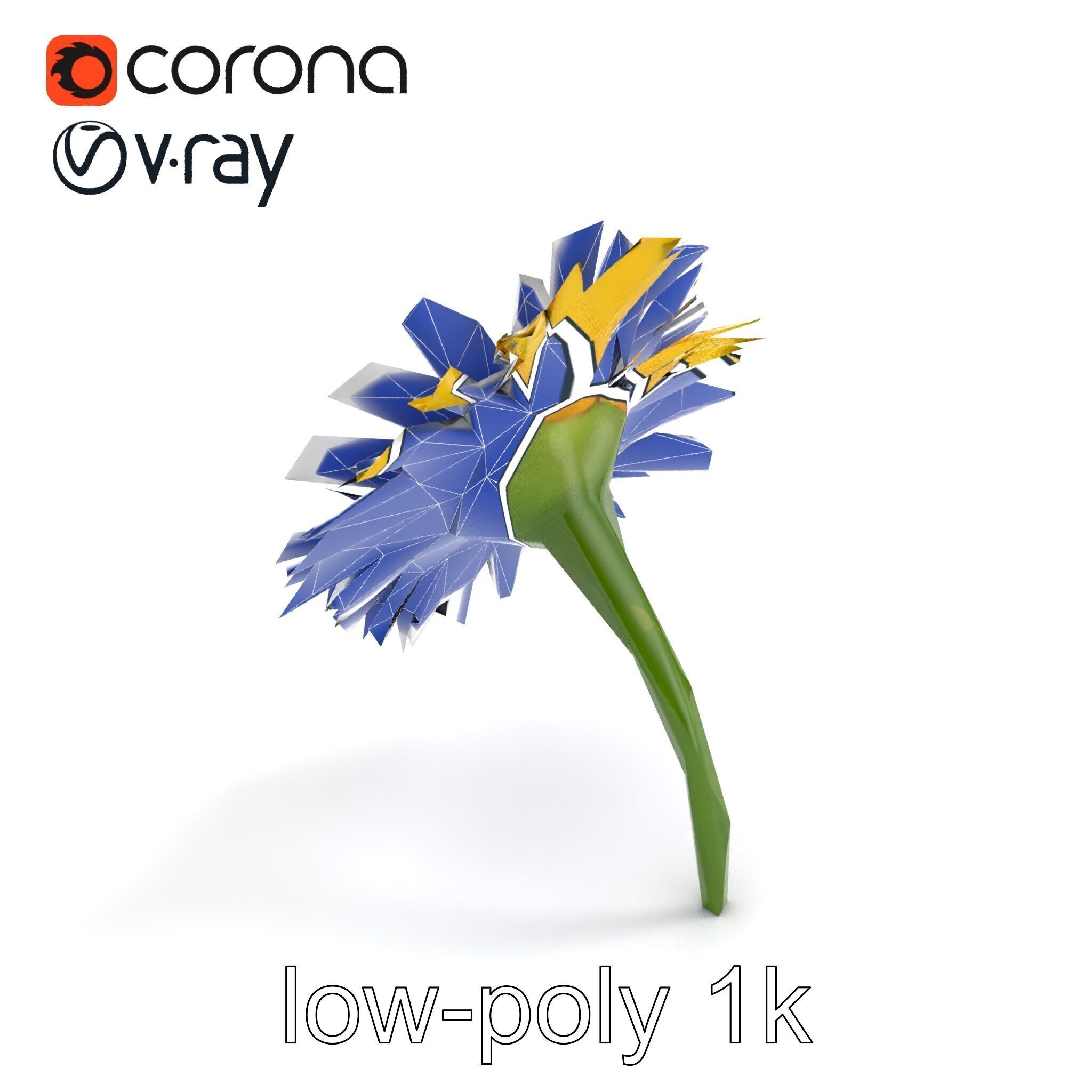 Leucanthemum Yellow Flower Model Pack Low-poly 3D model_12